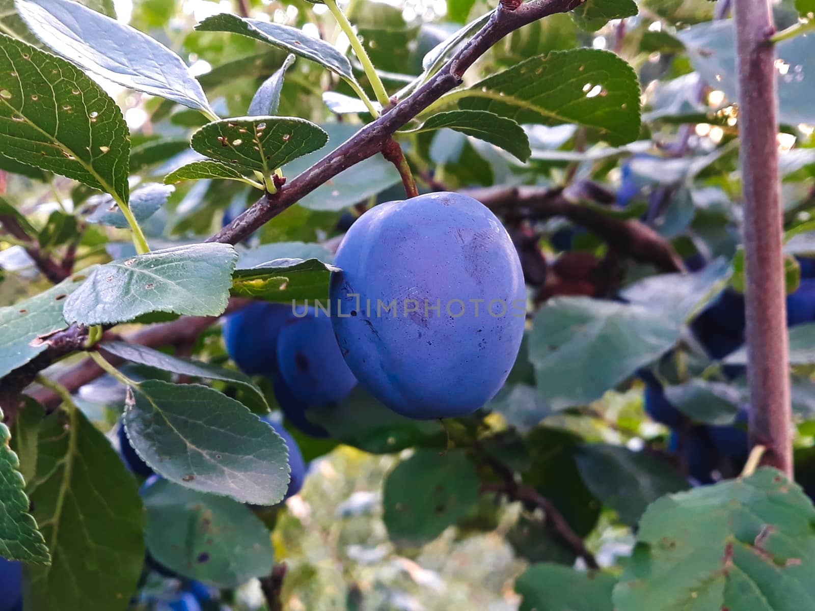 One ripe plum on a branch. Beautiful blue plum on the branch by mahirrov