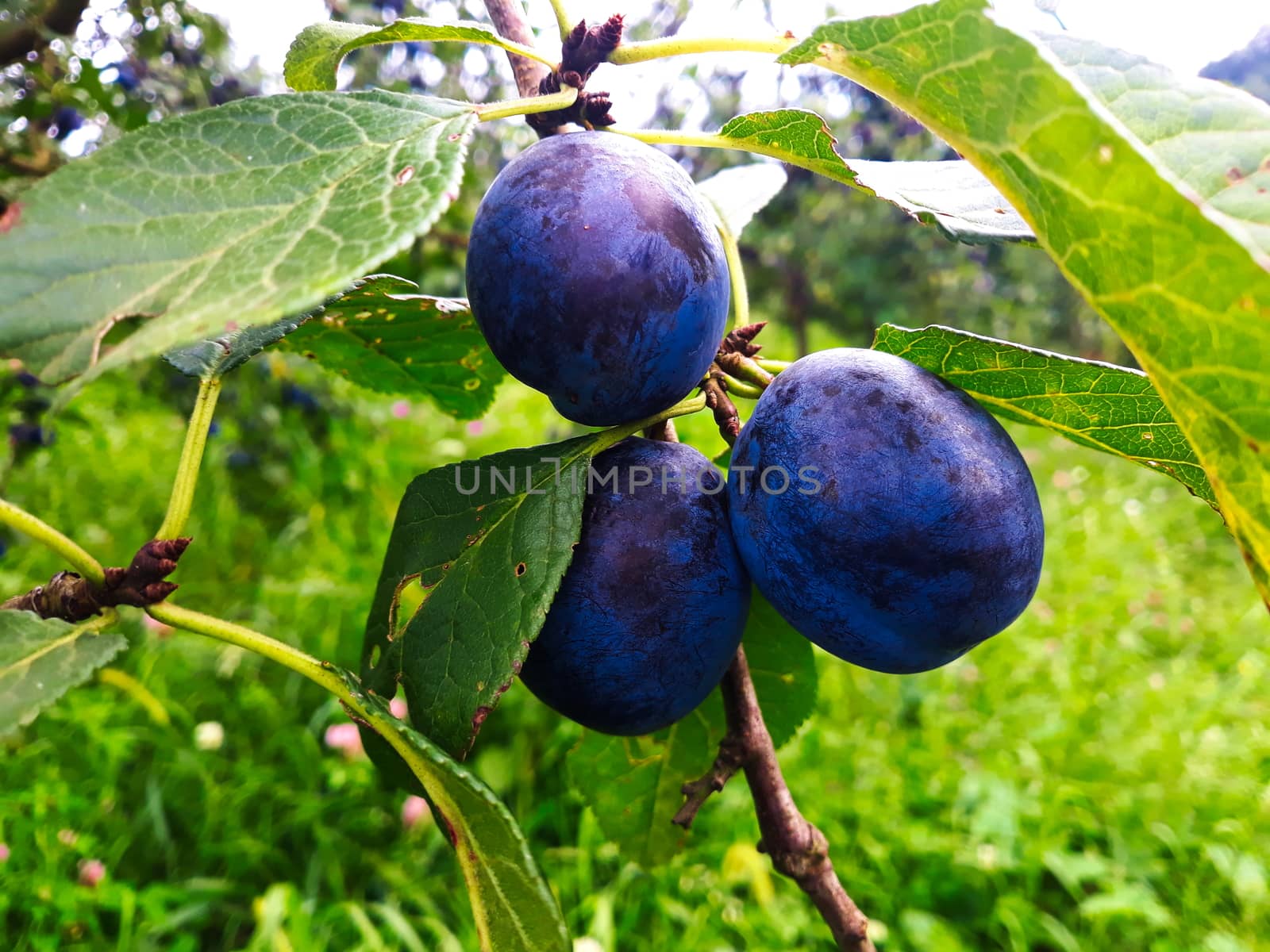 Three ripe plums on a branch. Beautiful blue plums in a group on a branch. Zavidovici, Bosnia and Herzegovina.