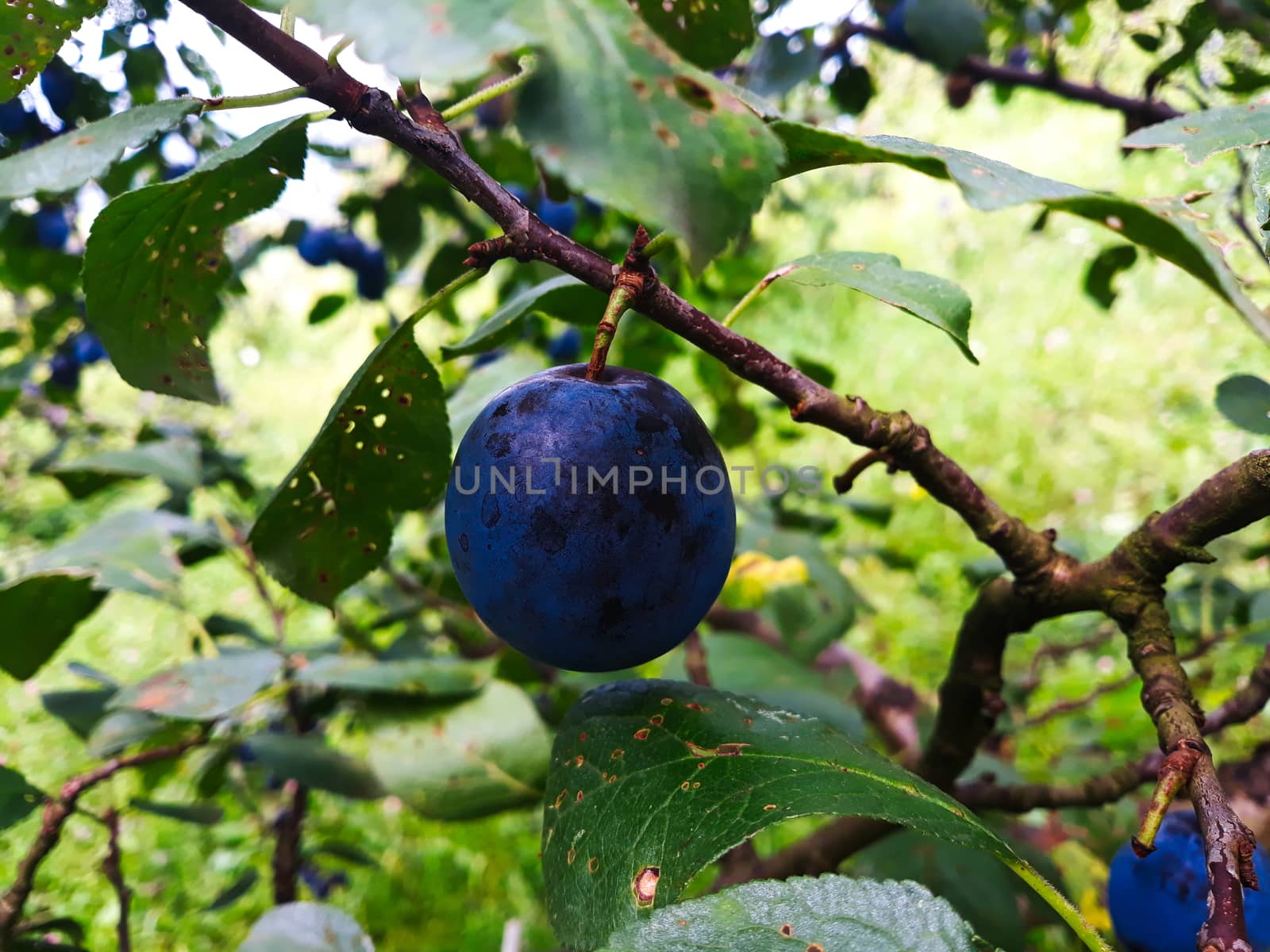 One ripe plum on a branch. Beautiful blue plum on the branch. Zavidovici, Bosnia and Herzegovina.