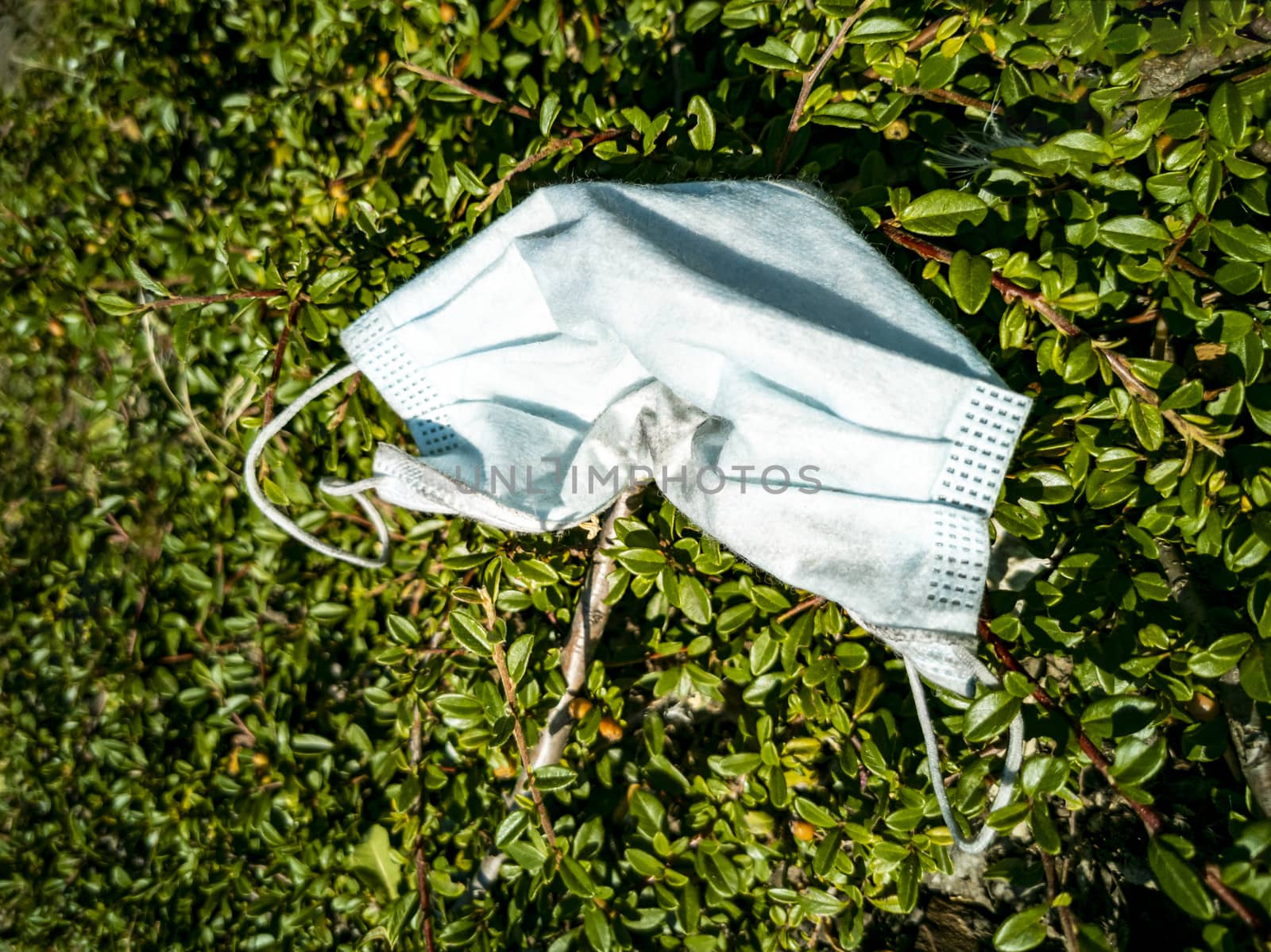 Surgical masks in the nature. Hanging on a tree. Corona virus pollution. Leherheide, Bremerhaven.