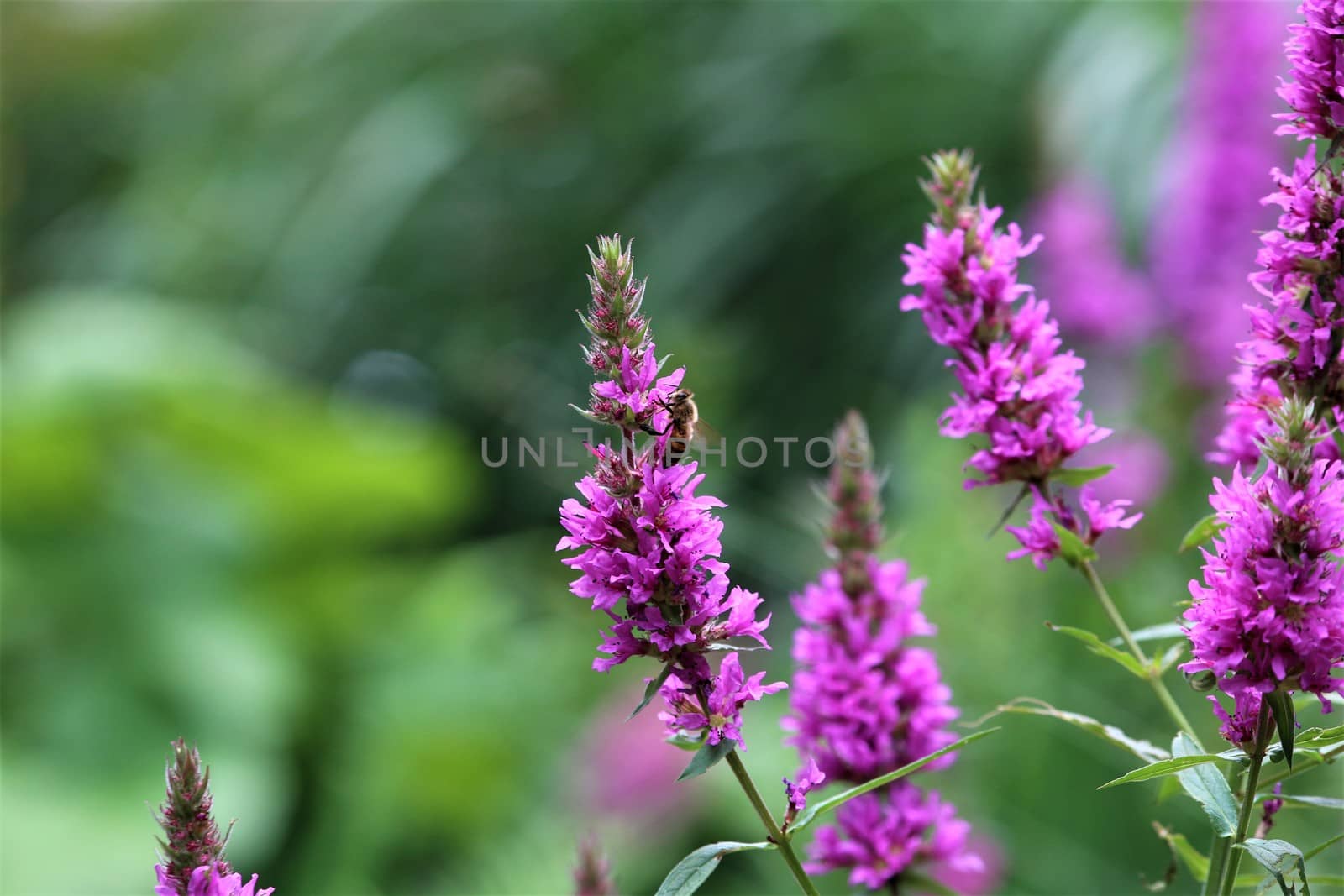 Bee on a loosestrife flower against a green background