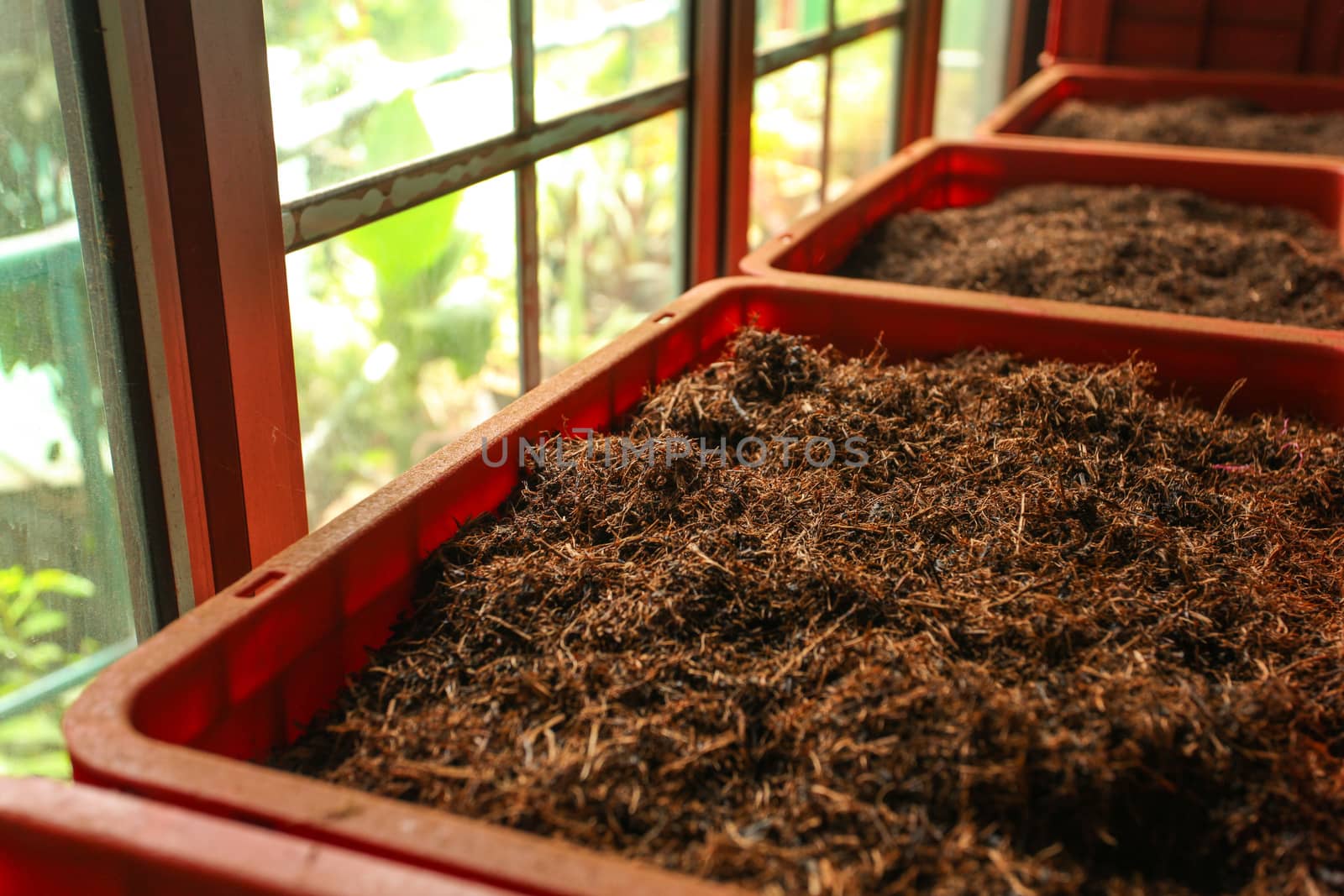 Detail of bulk ceylon tea (orange pekoe leaves being dried) in plastic boxes, with green scenery behind windows. Kadugannawa Tea Factory, Kandy, Sri Lanka
