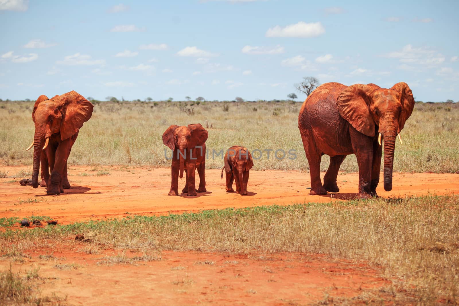 Family of four african bush elephants (Loxodonta africana) covered with red dust and soil walking on savanna spotted on safari in Tsavo East national park, Kenya.