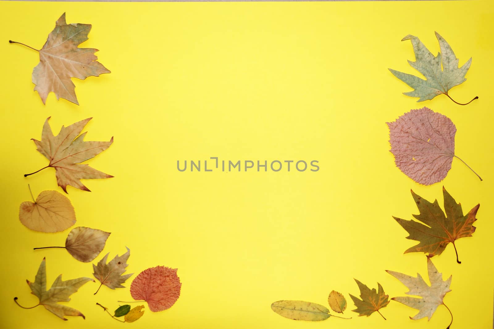 autumn leaves on a yellow background, copy space, mockup blank by Annado