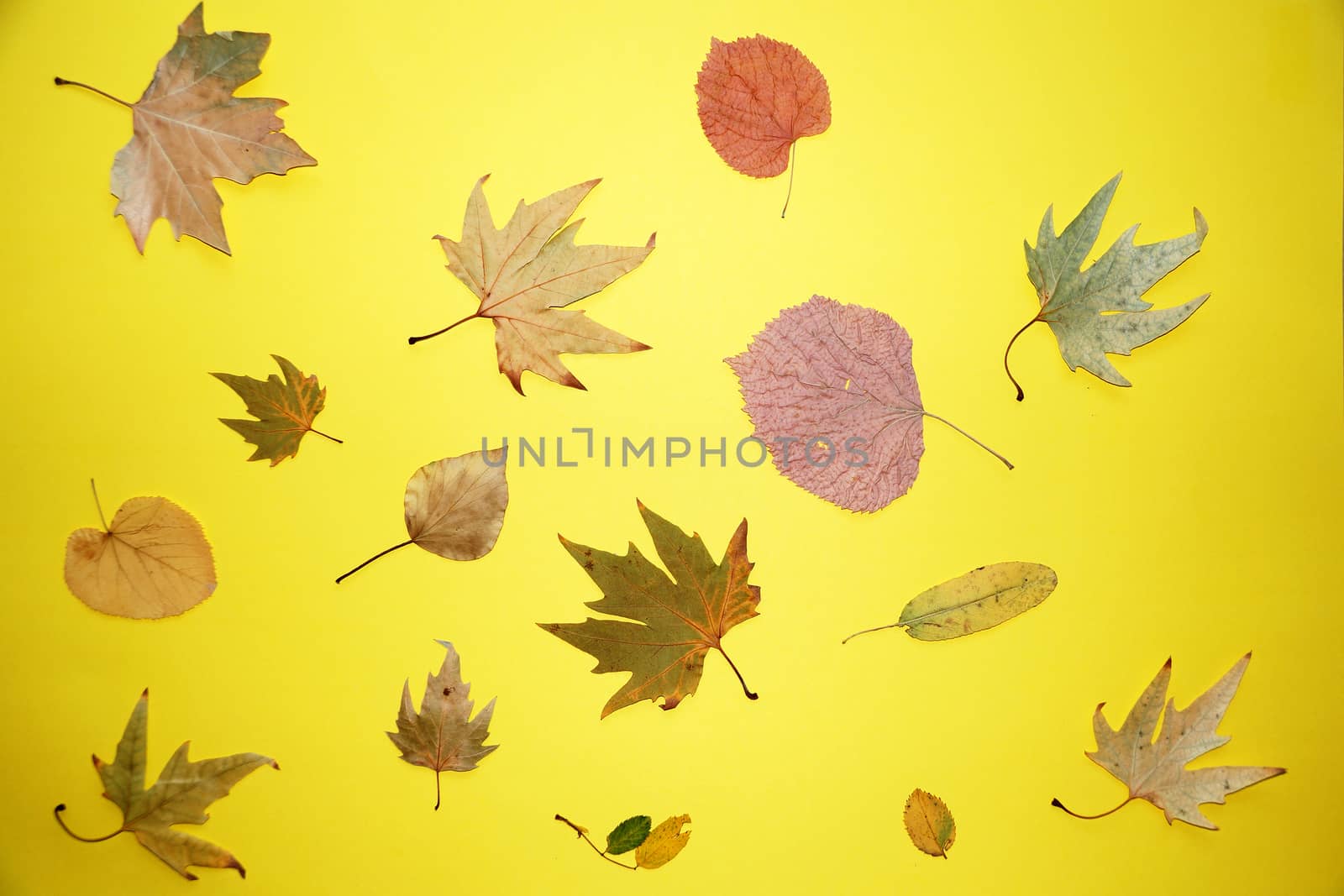 autumn leaves on a yellow background, view from above by Annado