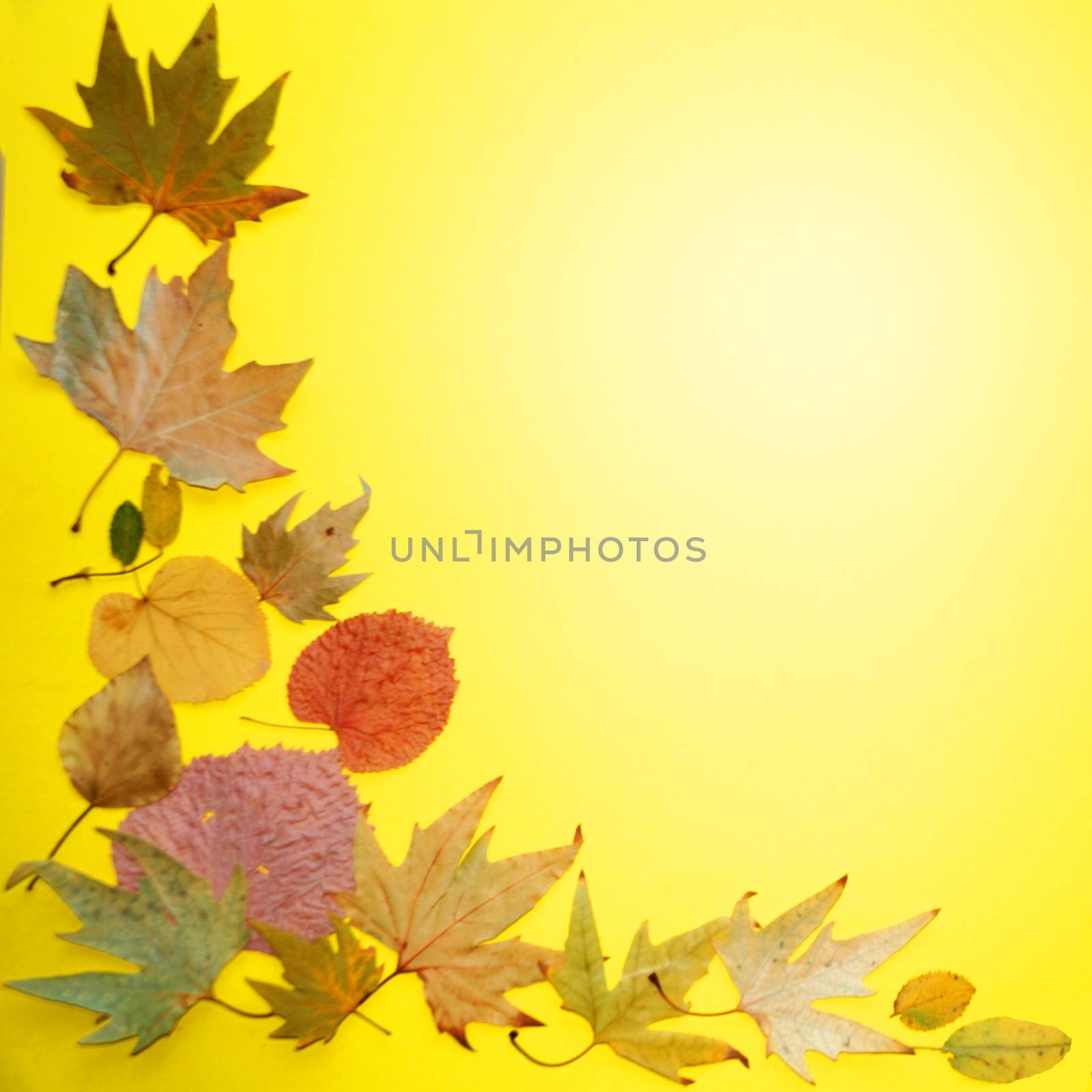 autumn leaves on a yellow background, copy space, mockup blank by Annado