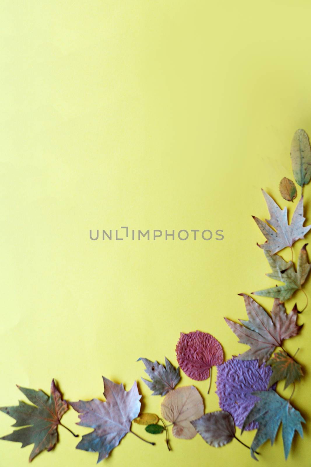 autumn leaves on a yellow background, copy space, mockup blank.