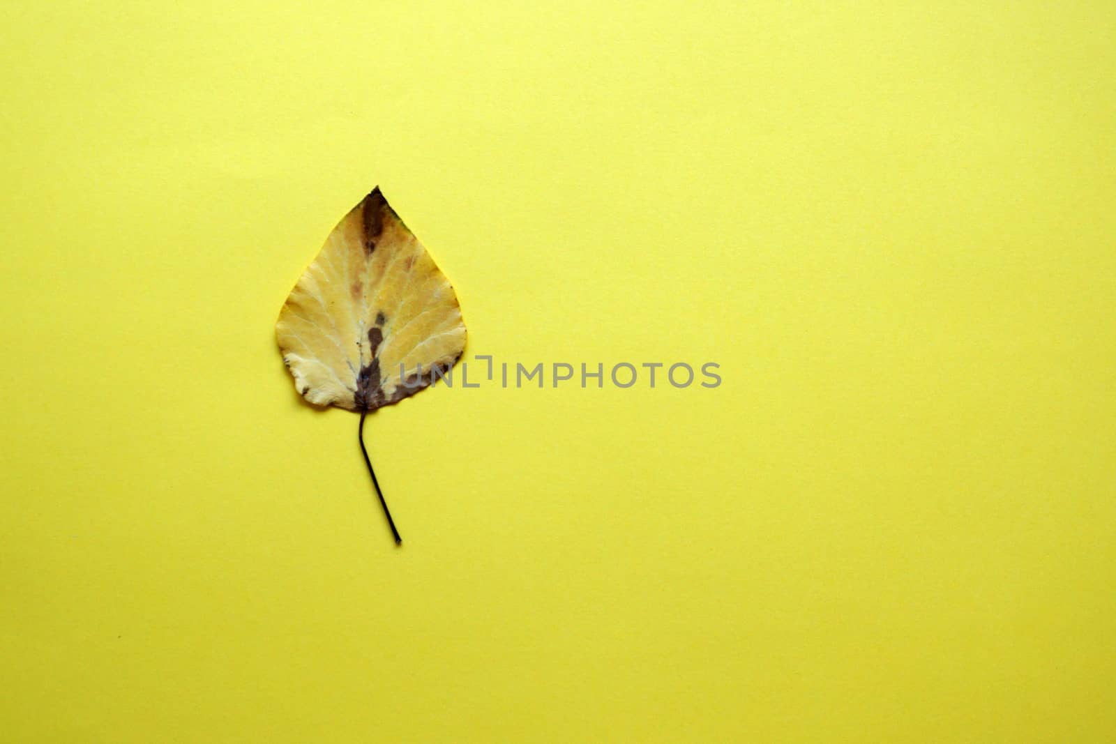 one yellow autumn leaf on a yellow background, copy space.