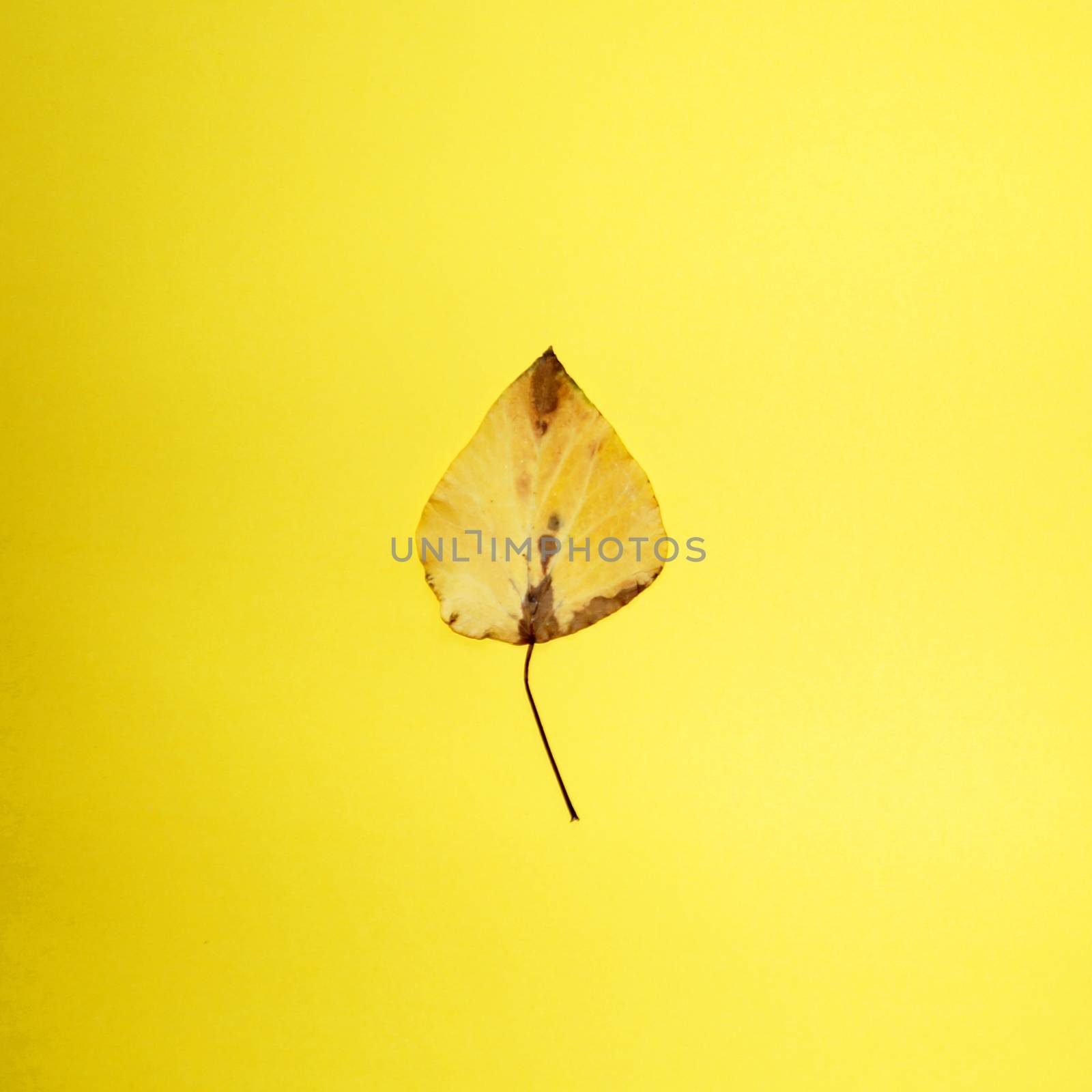 one yellow autumn leaf on a yellow background, copy space by Annado