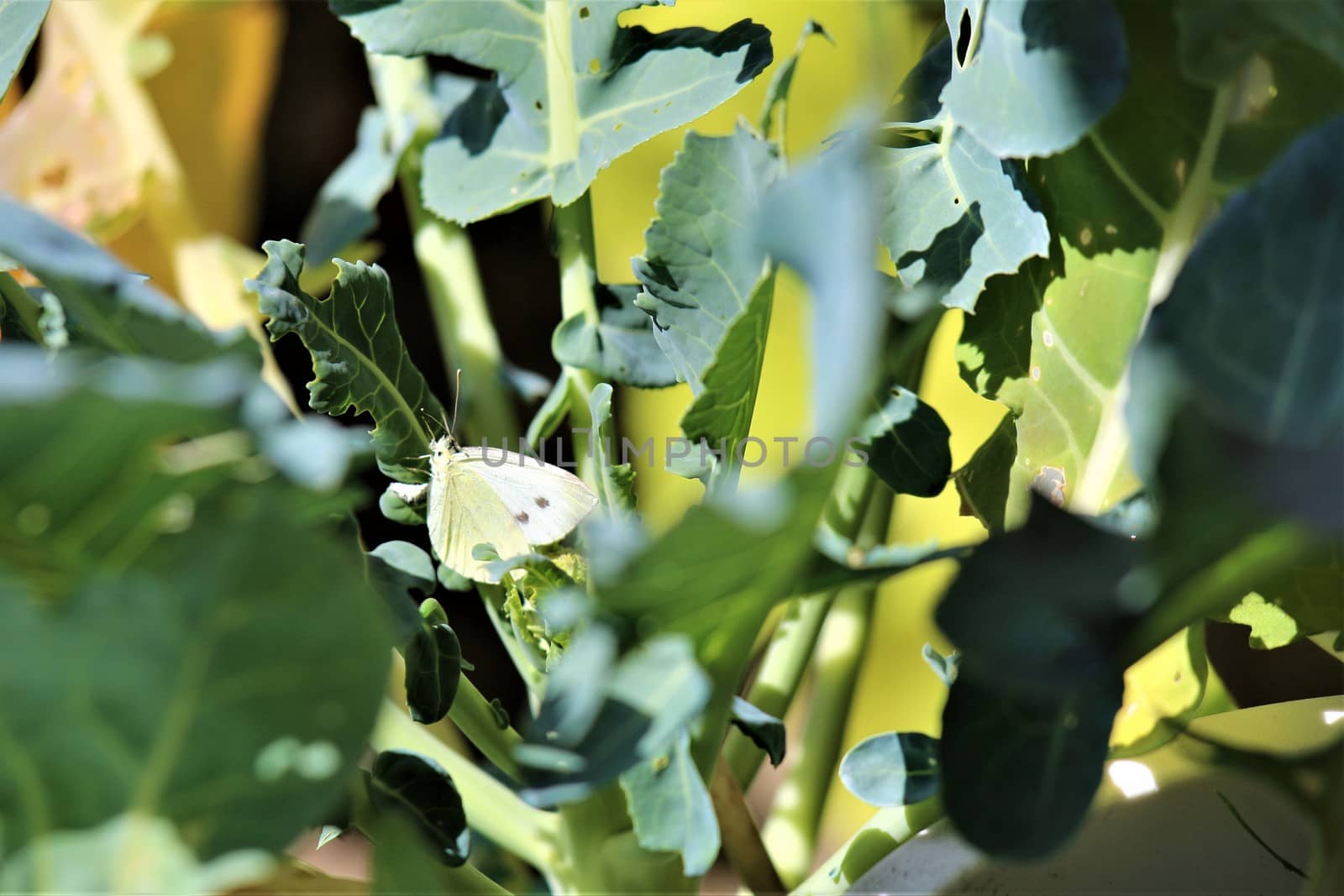One cabbage white butterfly on a cabbage leaf