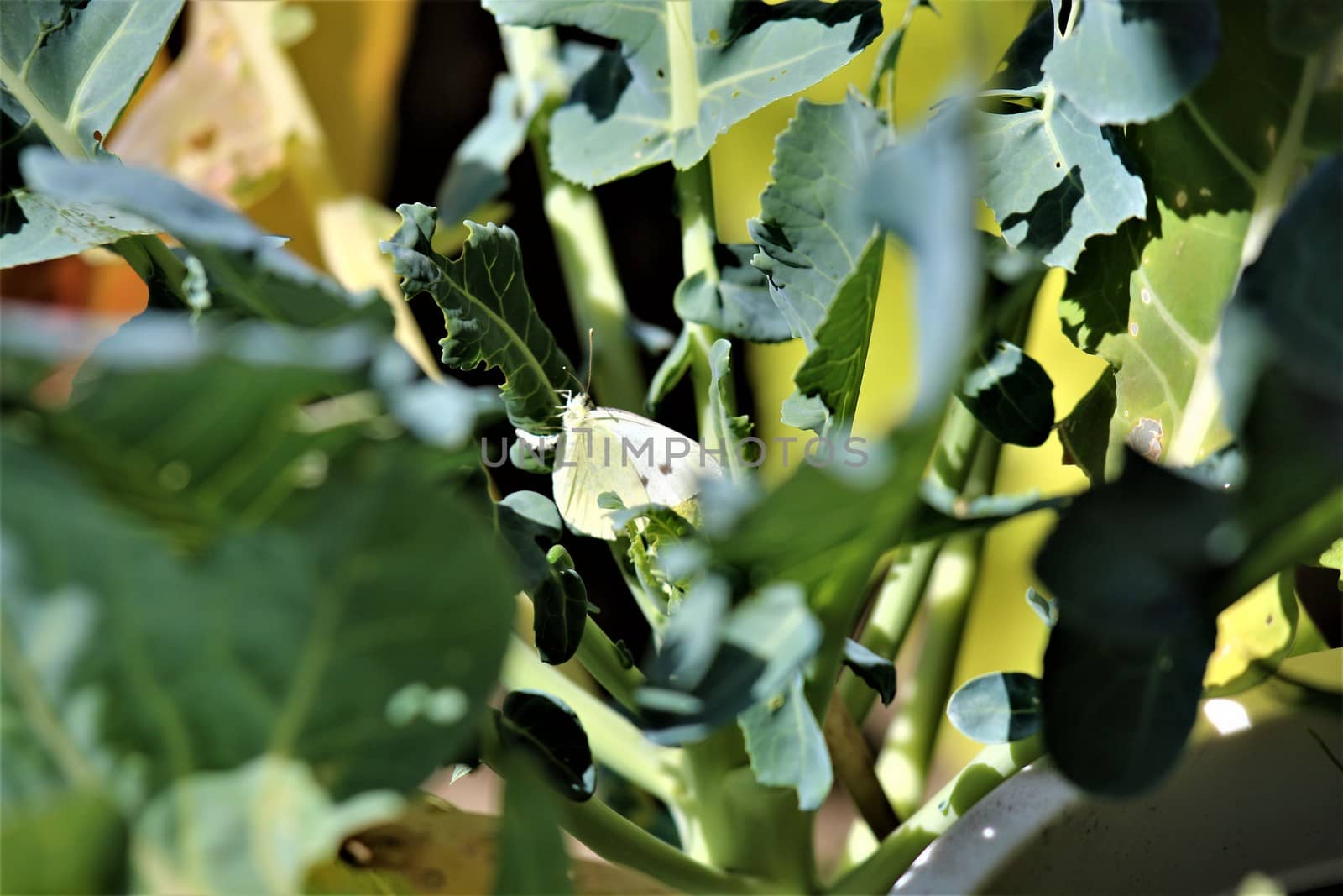 One cabbage white butterfly on a cabbage leaf