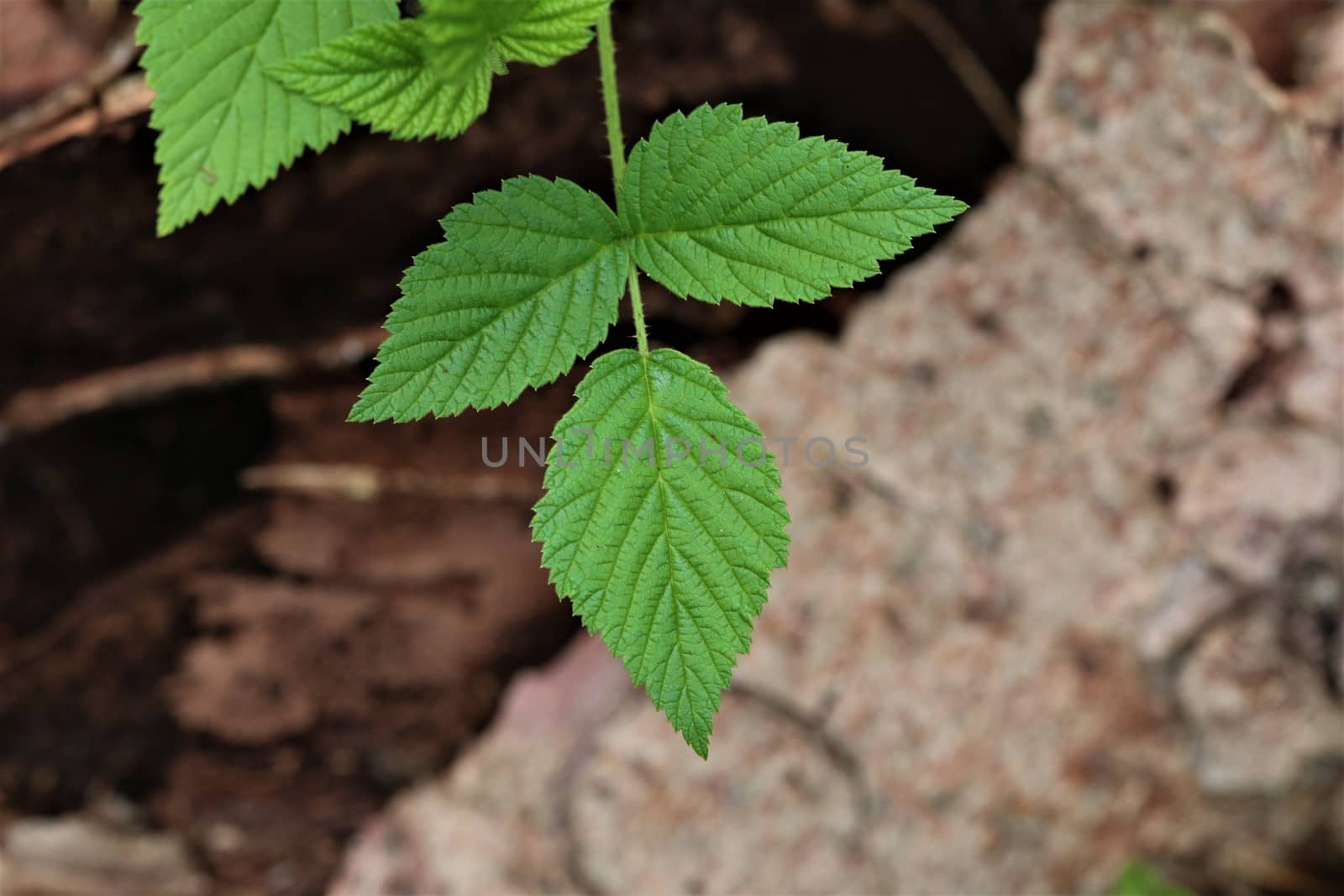 Green leaves in front of a brown blurry tree trunk