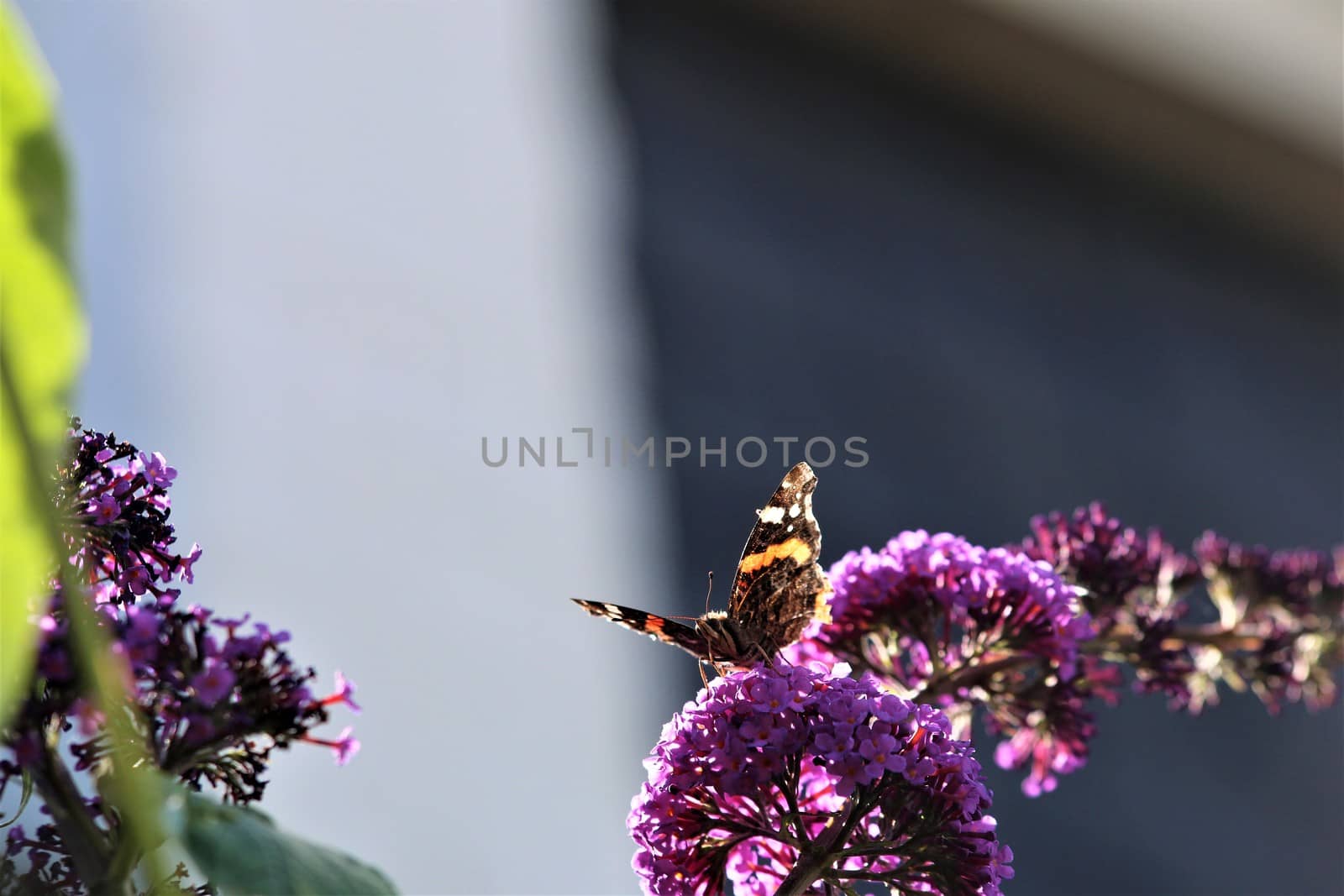 Nymphalidae,Admiral Vanessa atalanta butterfly on a summer lilac against a blurry background