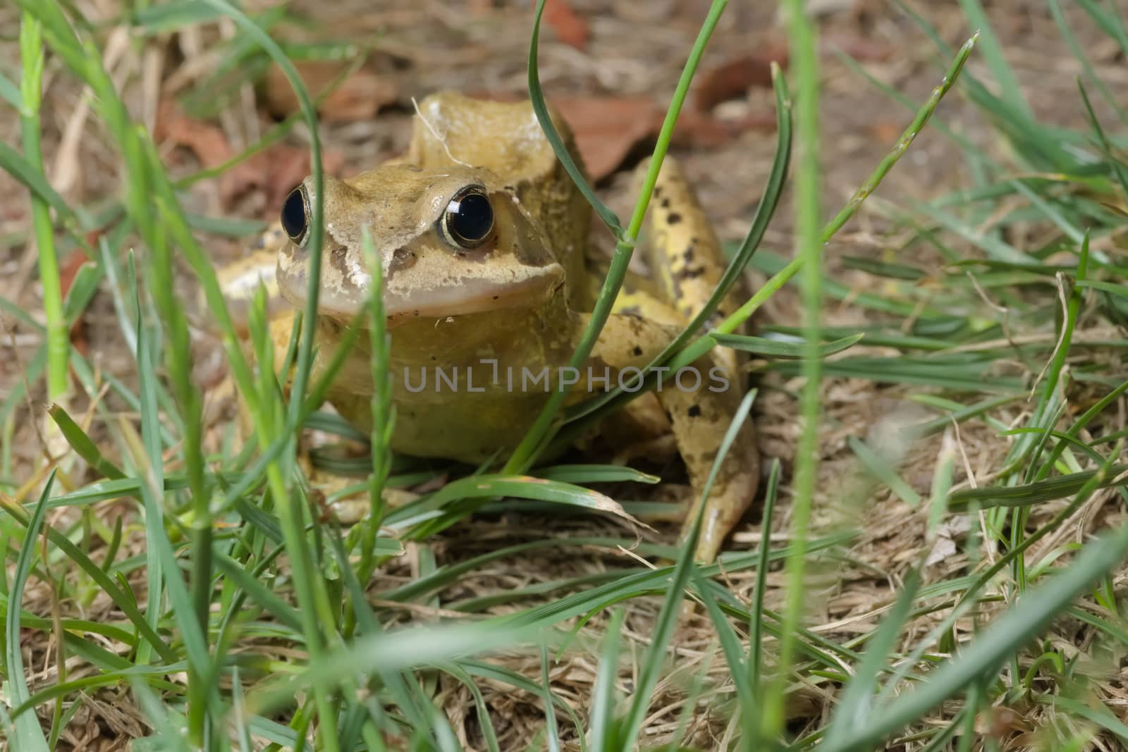 Head on photo through grass reveals a common green european grass frog glistening and looking at the camera. Garden scene with a single wild animal.