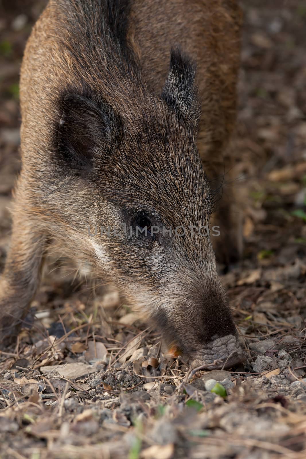Wild boar eat acorns under the oaks