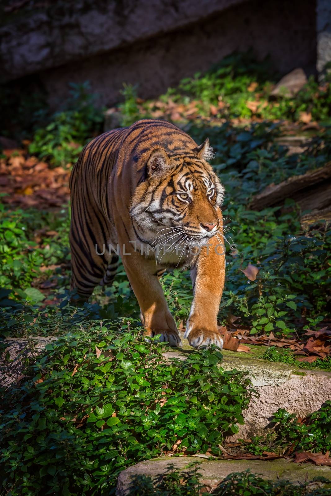 Asian tiger in Barcelona Zoo, Spain by Digoarpi