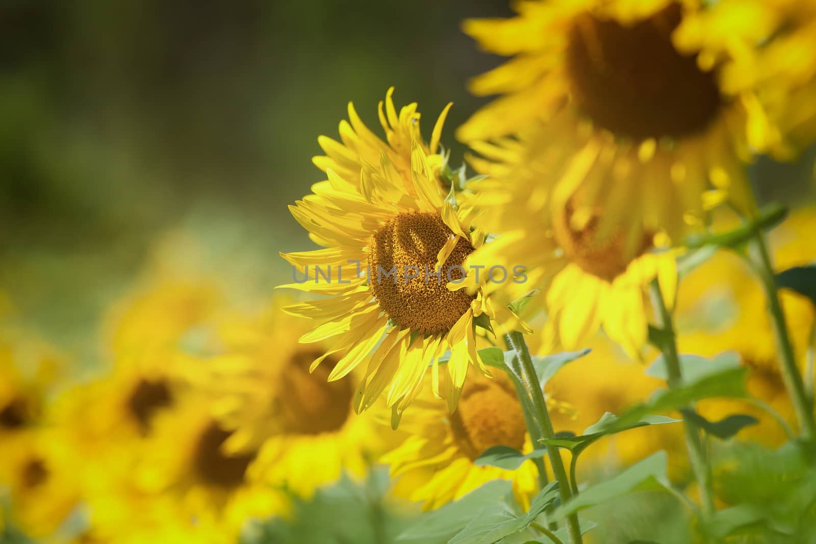 Sunflower field in summer by Digoarpi