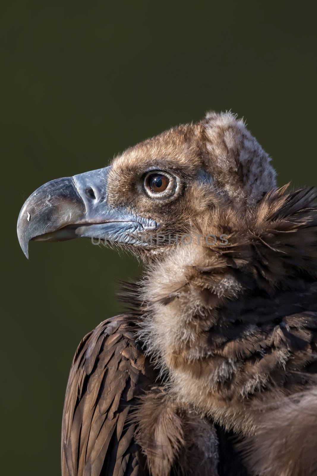 Cinereous Vulture (Aegypius Monachus) by Digoarpi