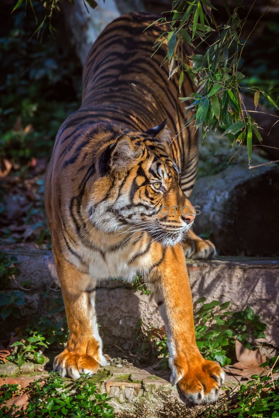 Asian tiger in Barcelona Zoo, Spain by Digoarpi