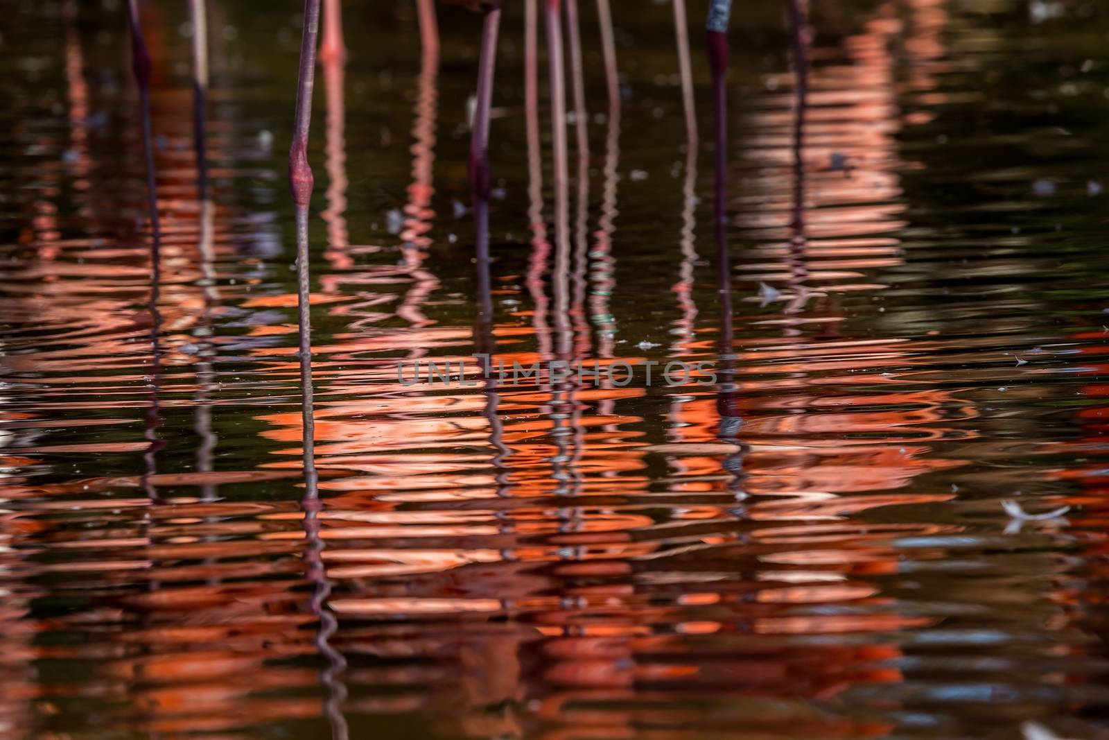 Flamingos reflection on the water by Digoarpi