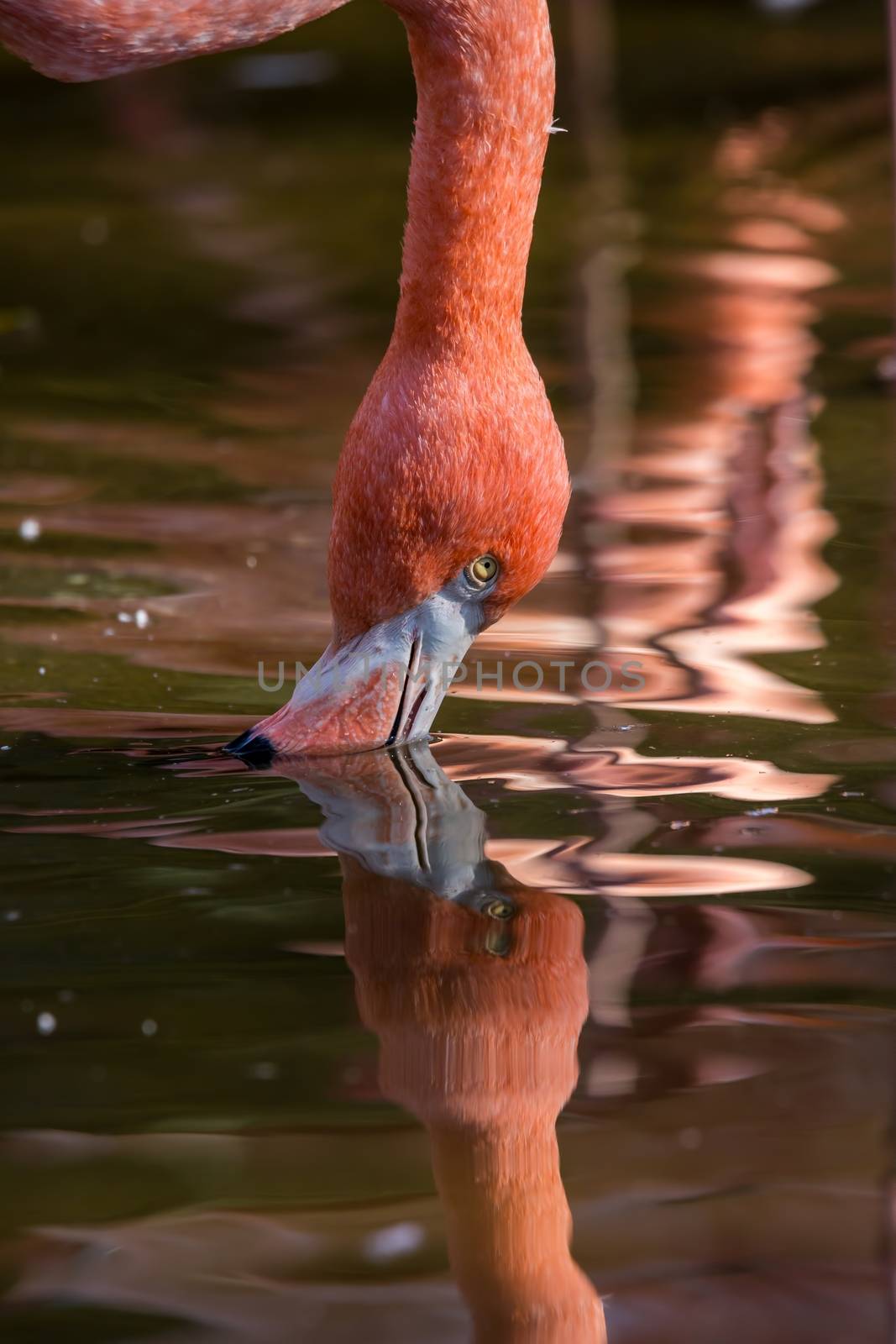 Pretty flamingo up close shot by Digoarpi