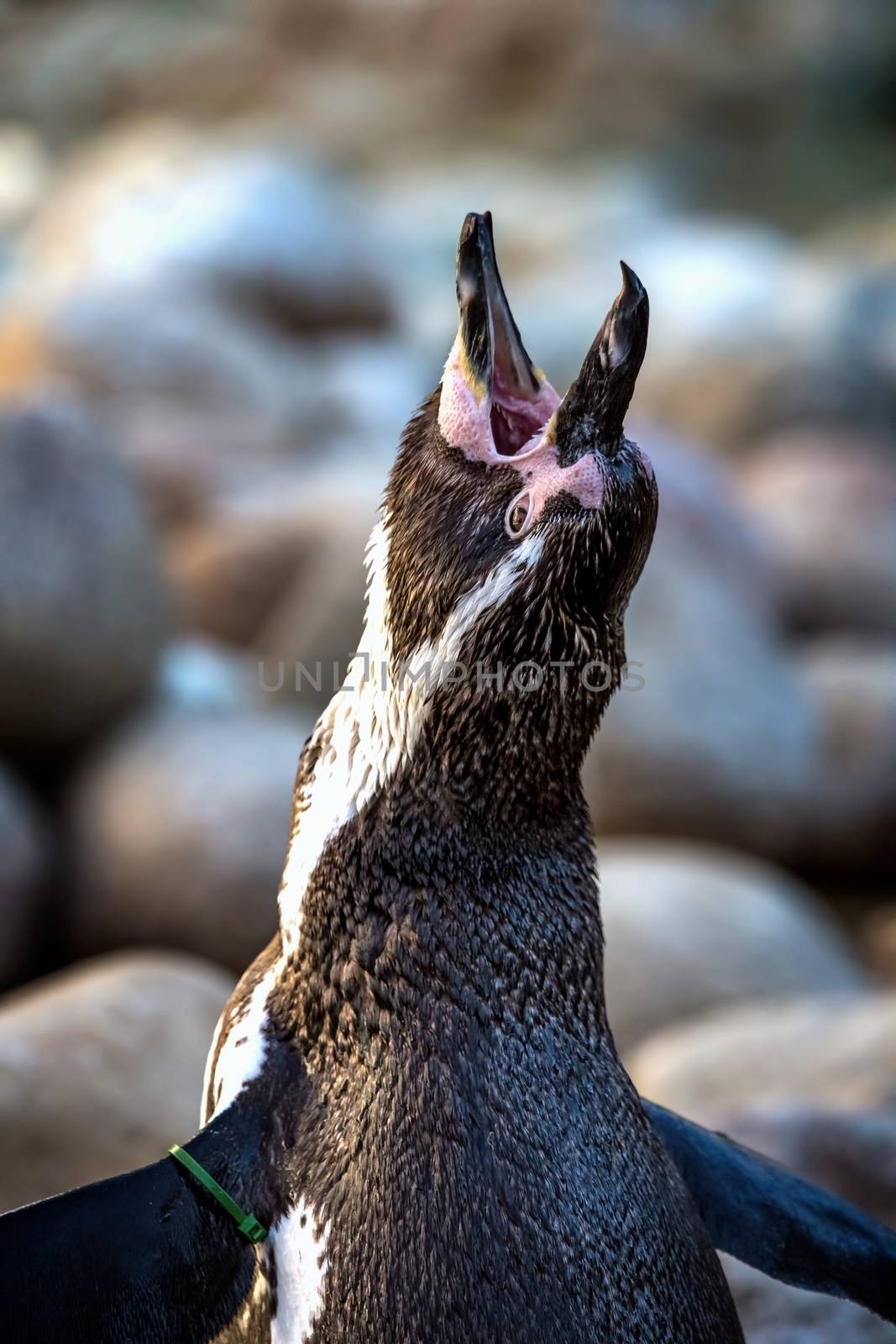 Portrait of penguin on the zoo of Barcelona by Digoarpi