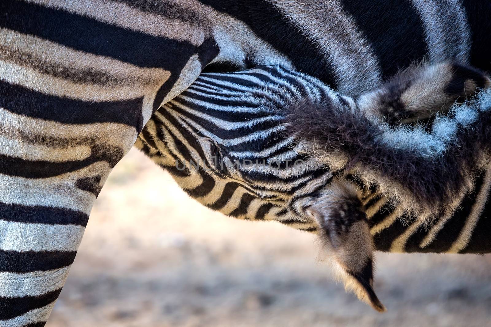 Zebra family close up portrait