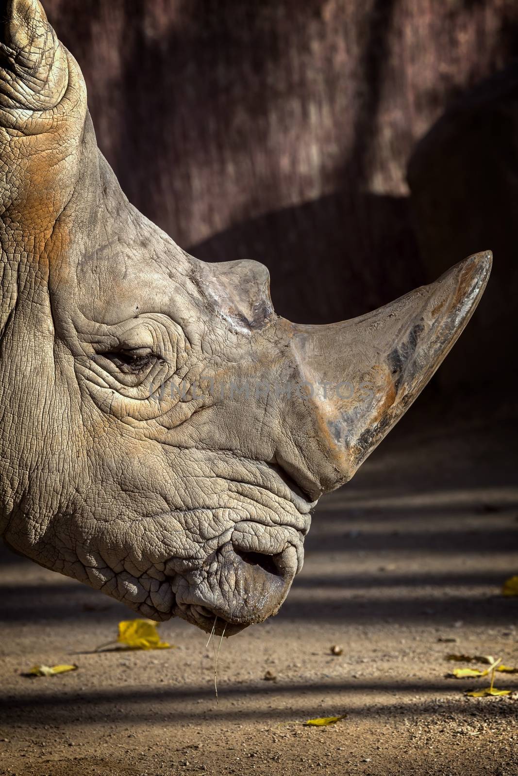 Close up of rhino in the zoo of Barcelona in Spain by Digoarpi