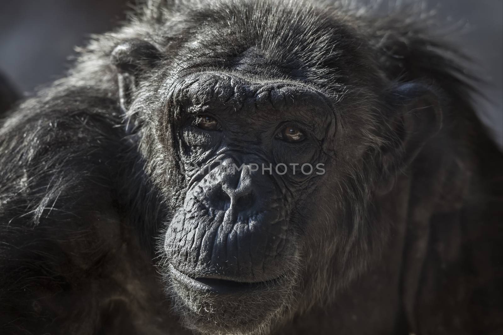 Old chimpanzee portrait at the zoo Barcelona, in Spain