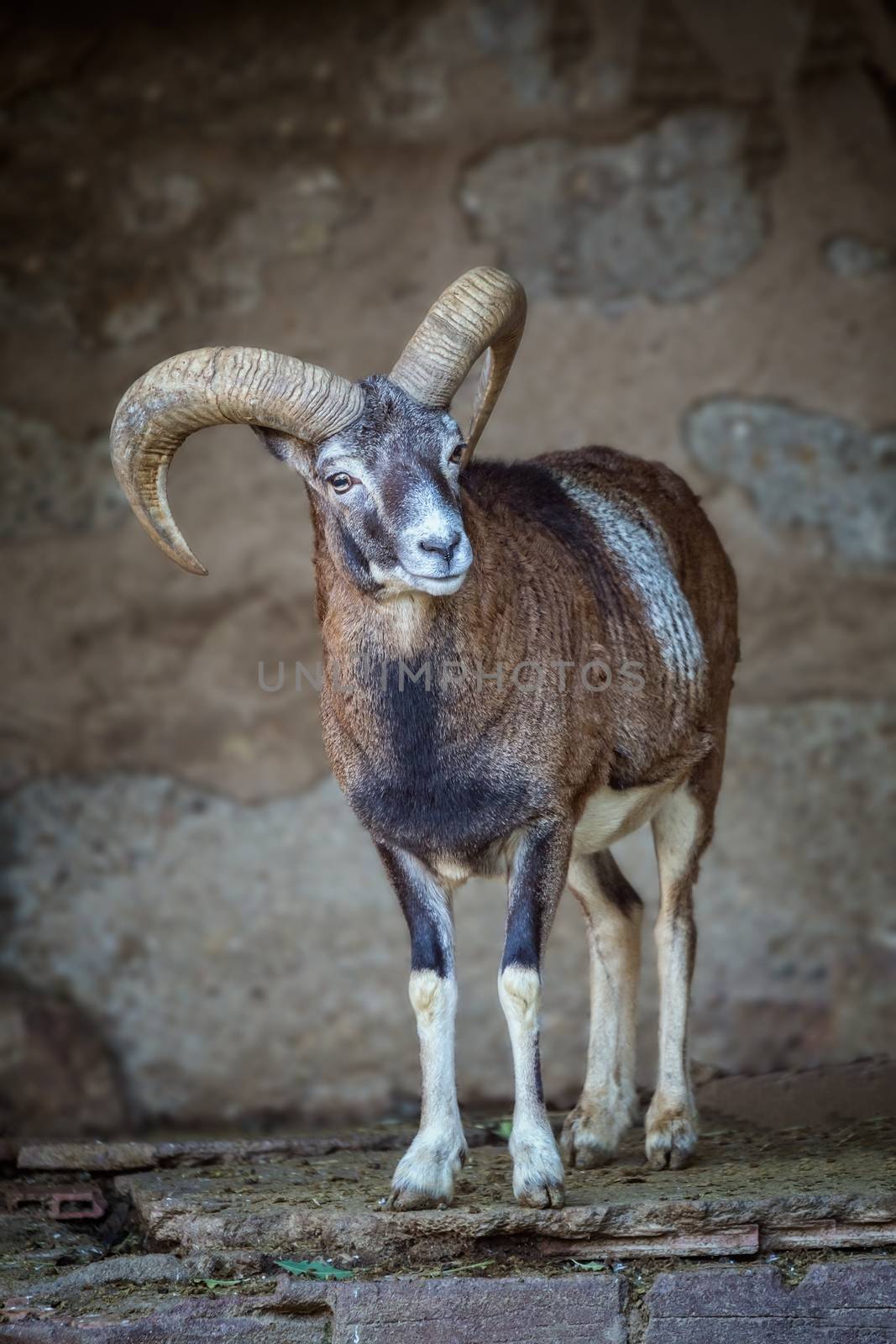 Adult mouflon aries in the zoo of Barcelona in Spain by Digoarpi