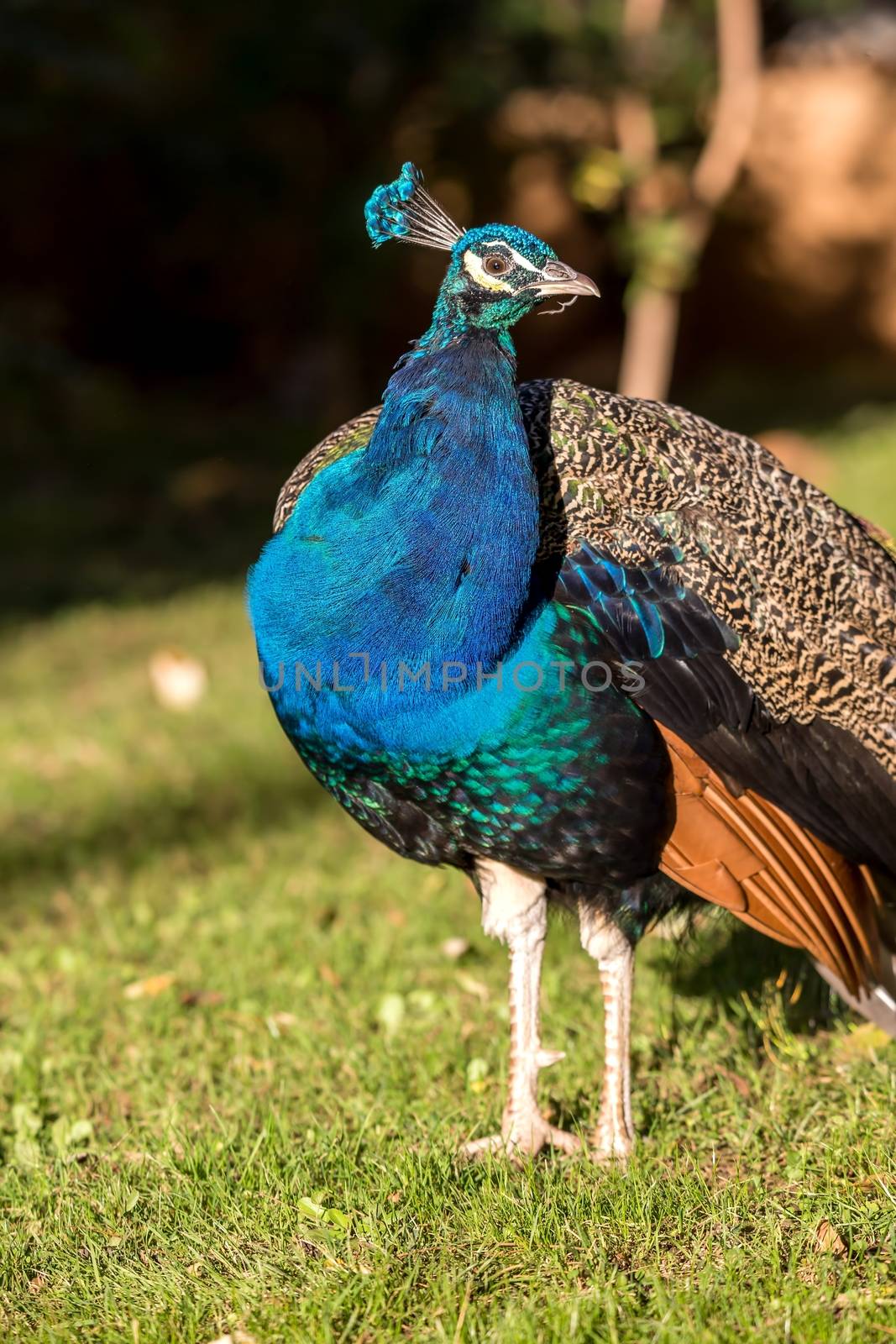 Beautiful colorful peacock by Digoarpi