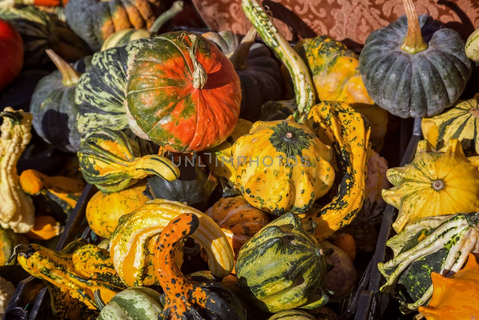 Different kinds of pumpkins in sunshine by Digoarpi