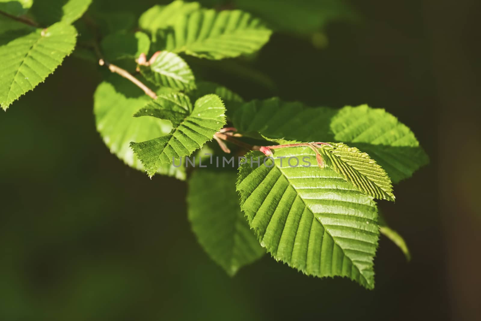 Close up of hornbeam leaves by Digoarpi