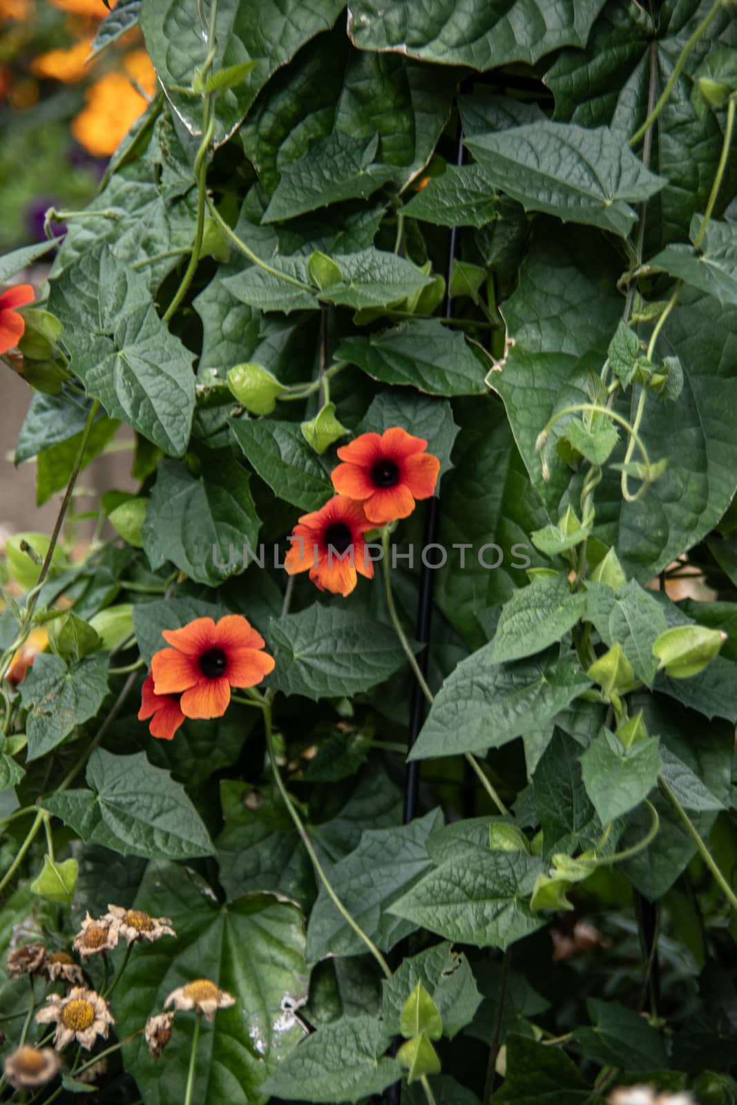 Vine plants with green leaves and red flowers