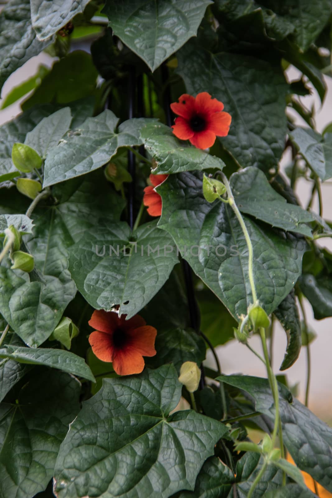 Vine plants with green leaves and red flowers