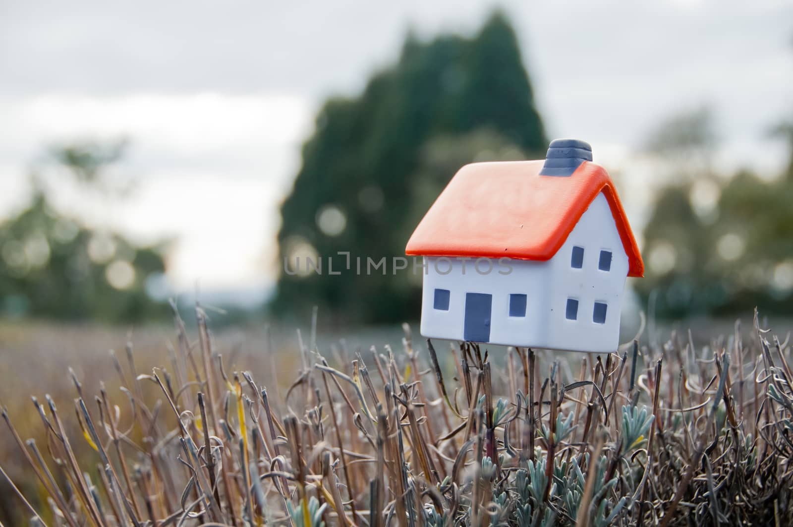 Small soft miniature toy house placed on lavender branch in farm in France