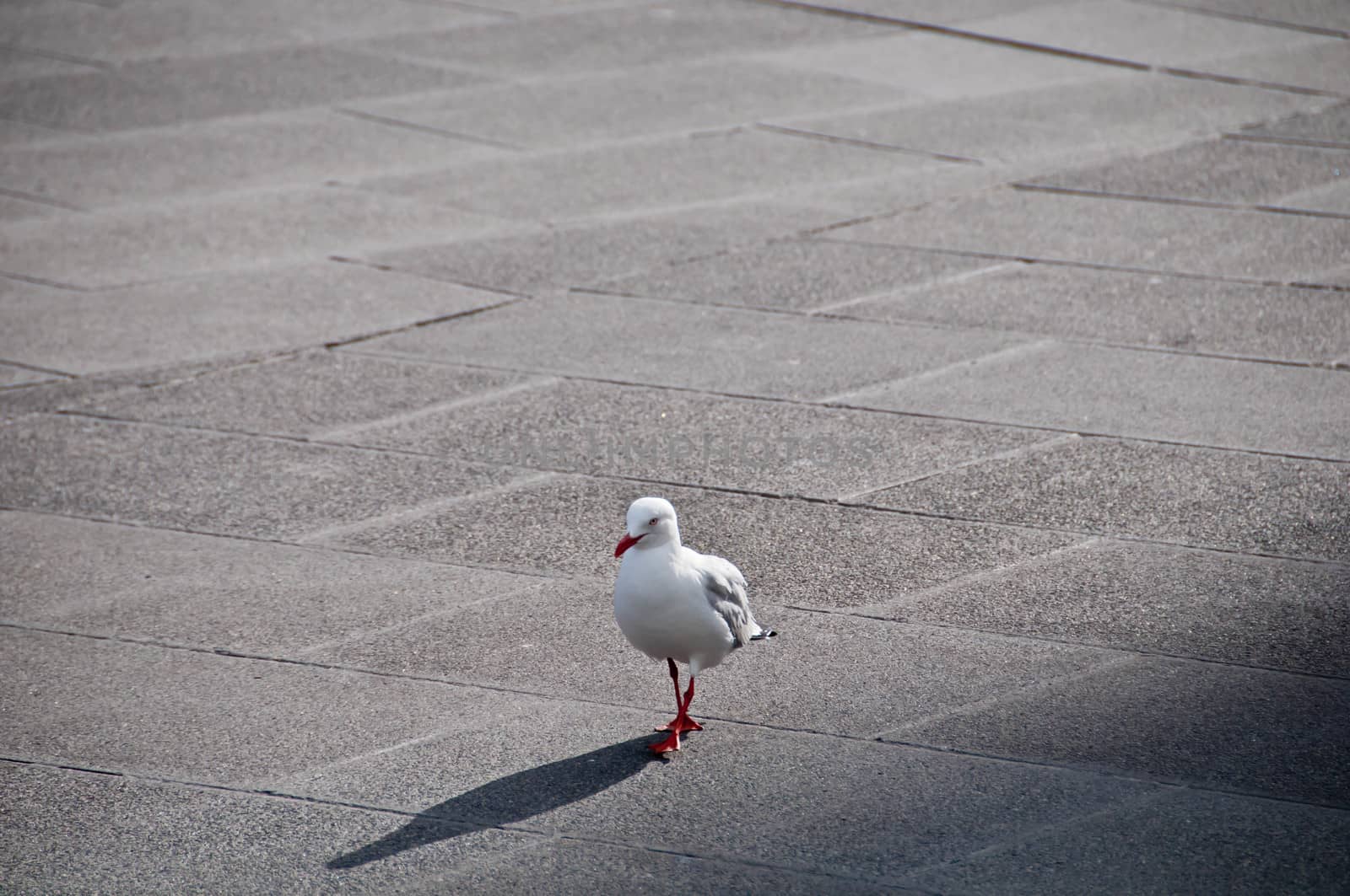 Seagull bird gracefully walking on a concrete pavement in the af by eyeofpaul