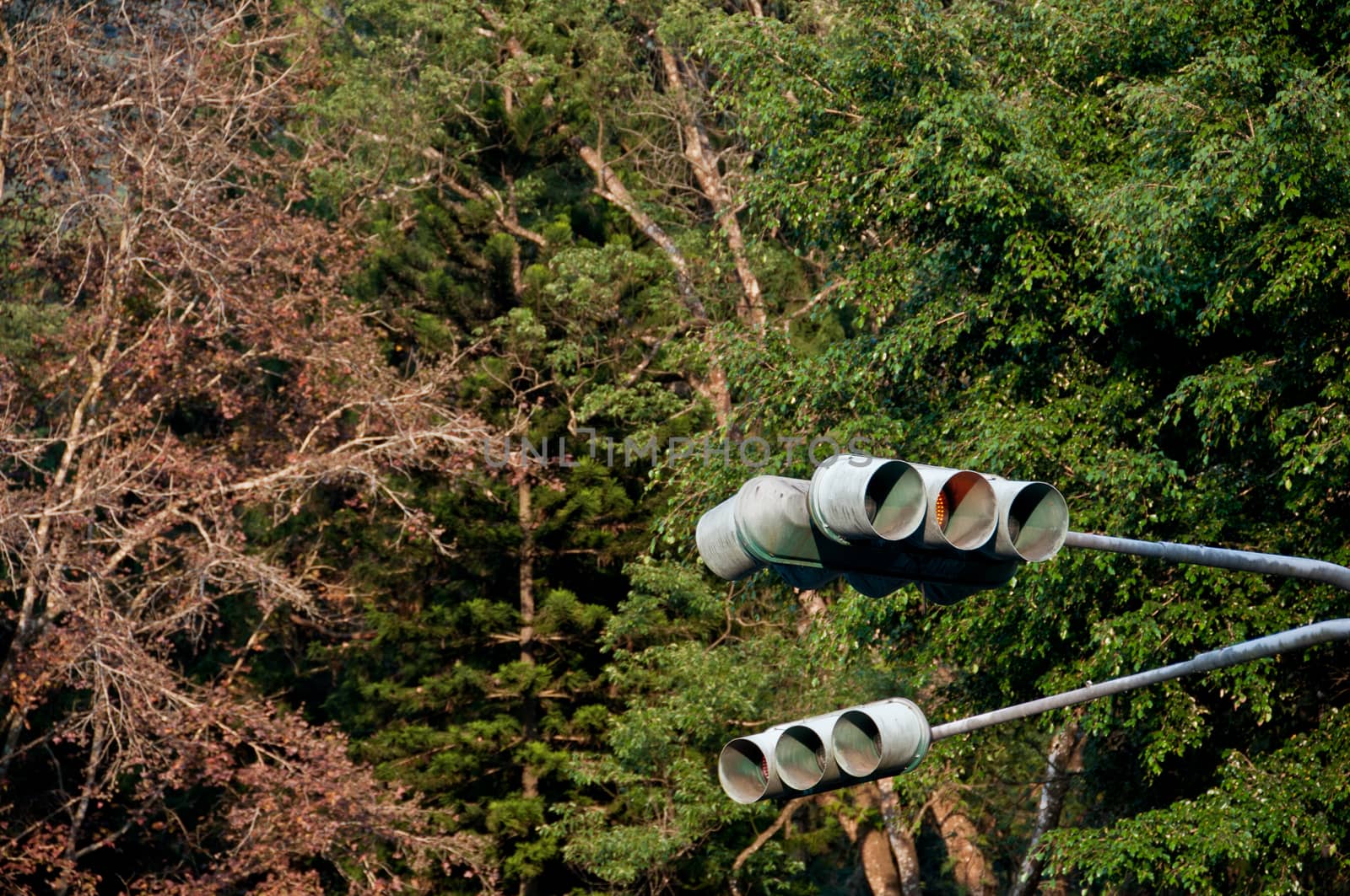 Traffic light in pine forest mountain by eyeofpaul