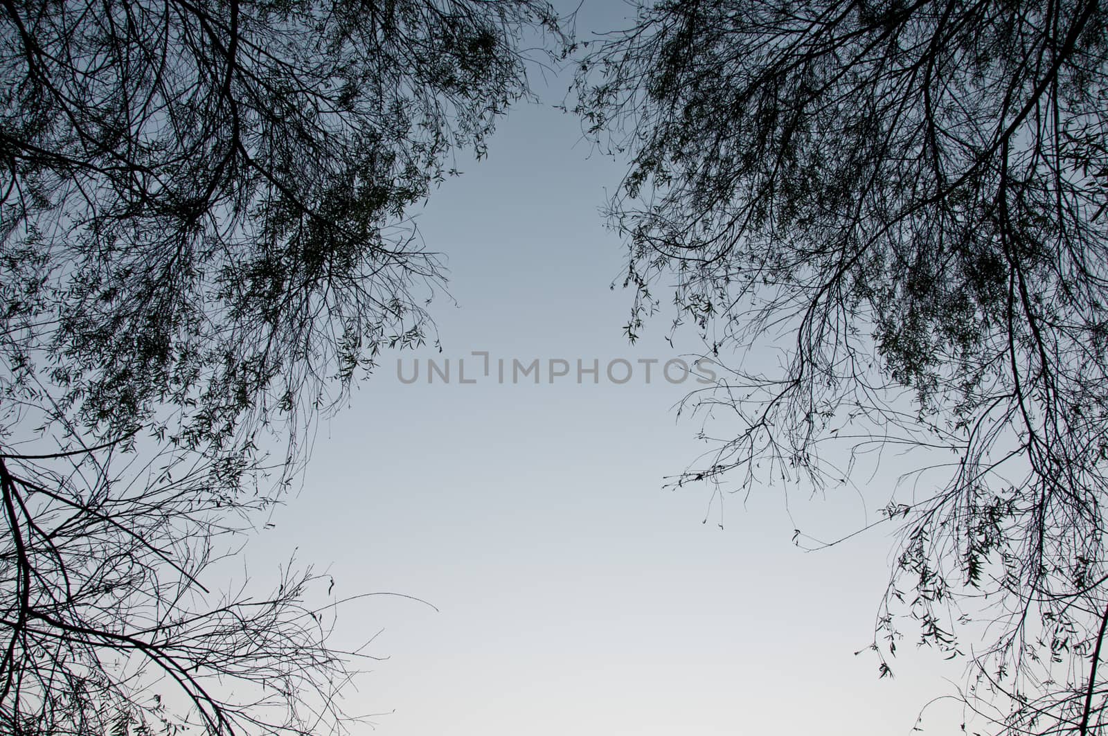 Look up to see tree leaves in early morning