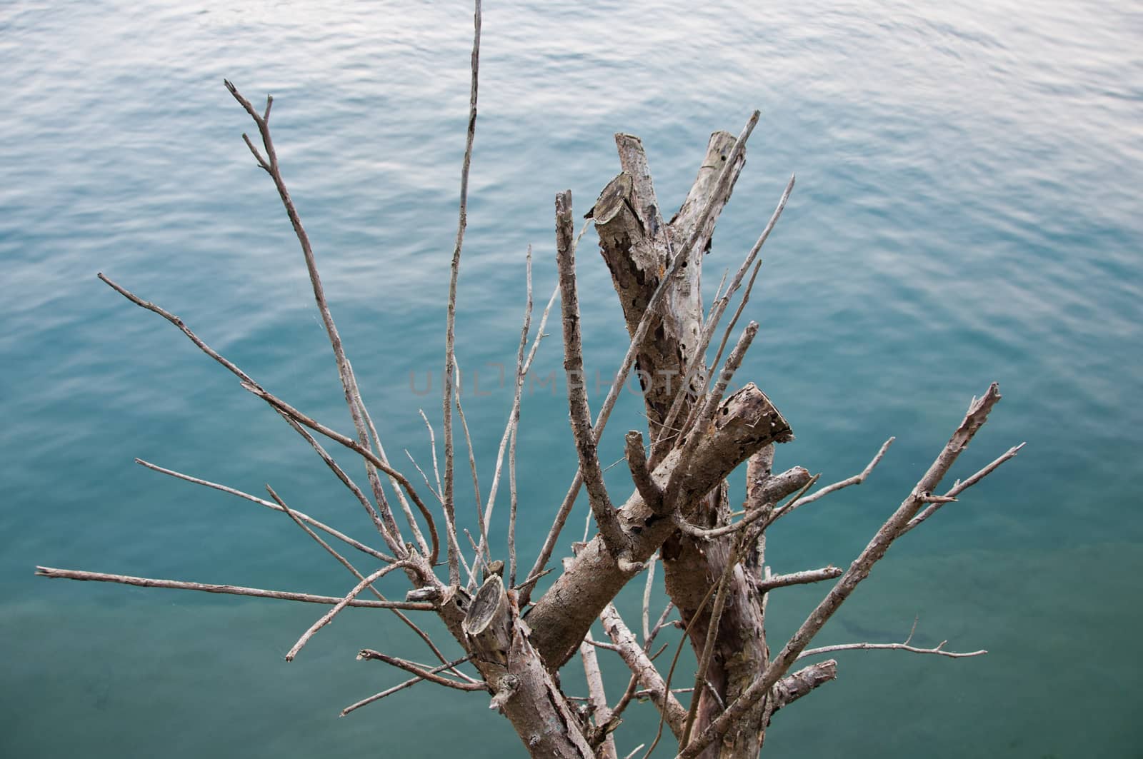 Dead wood branch in calm lake by eyeofpaul