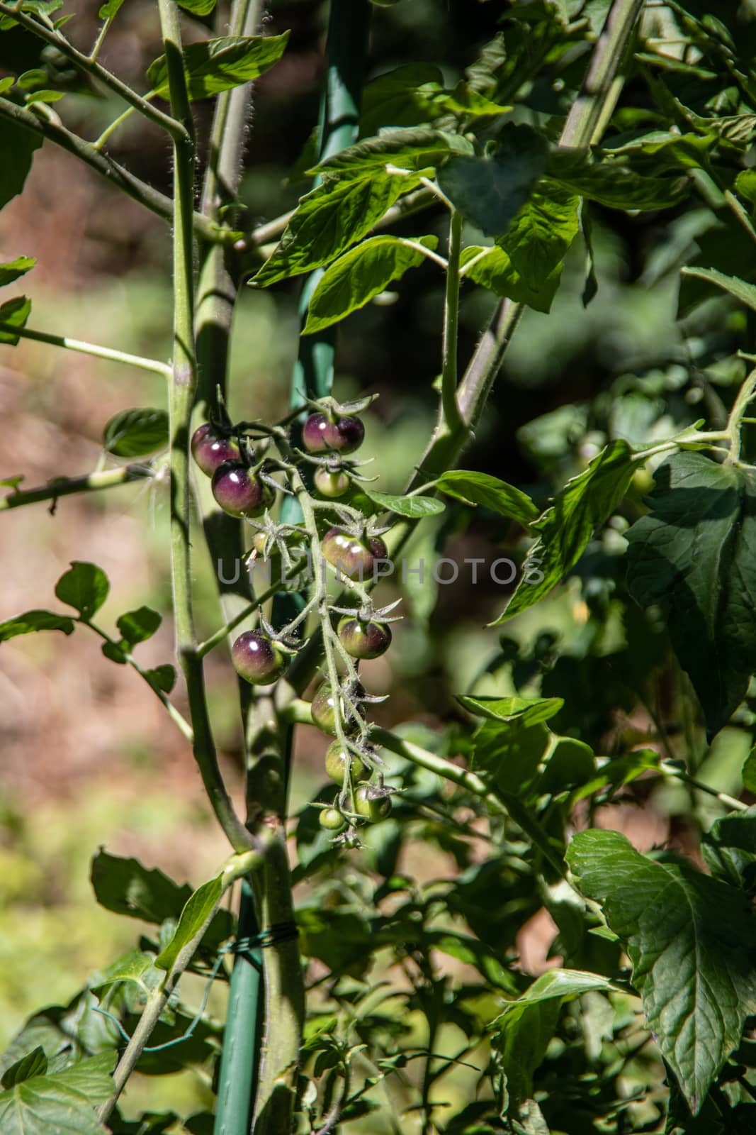 Tomato plants with yellow flowers and fruits grow in the garden