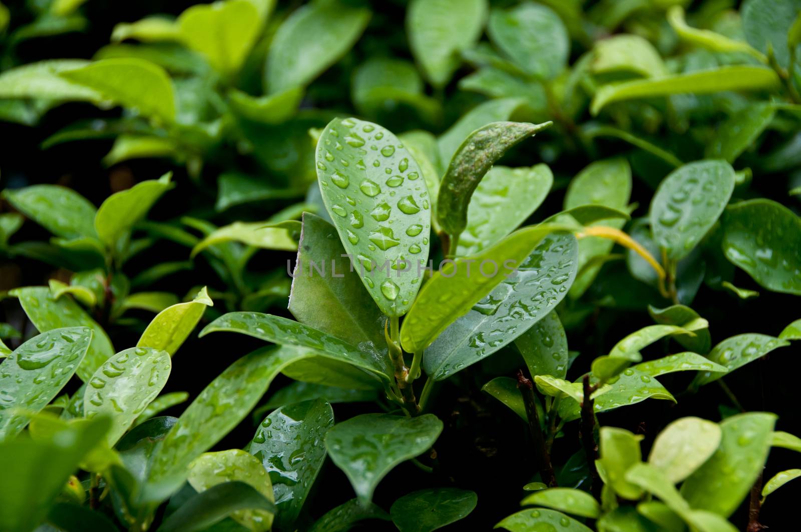 Green plant leaves after raining