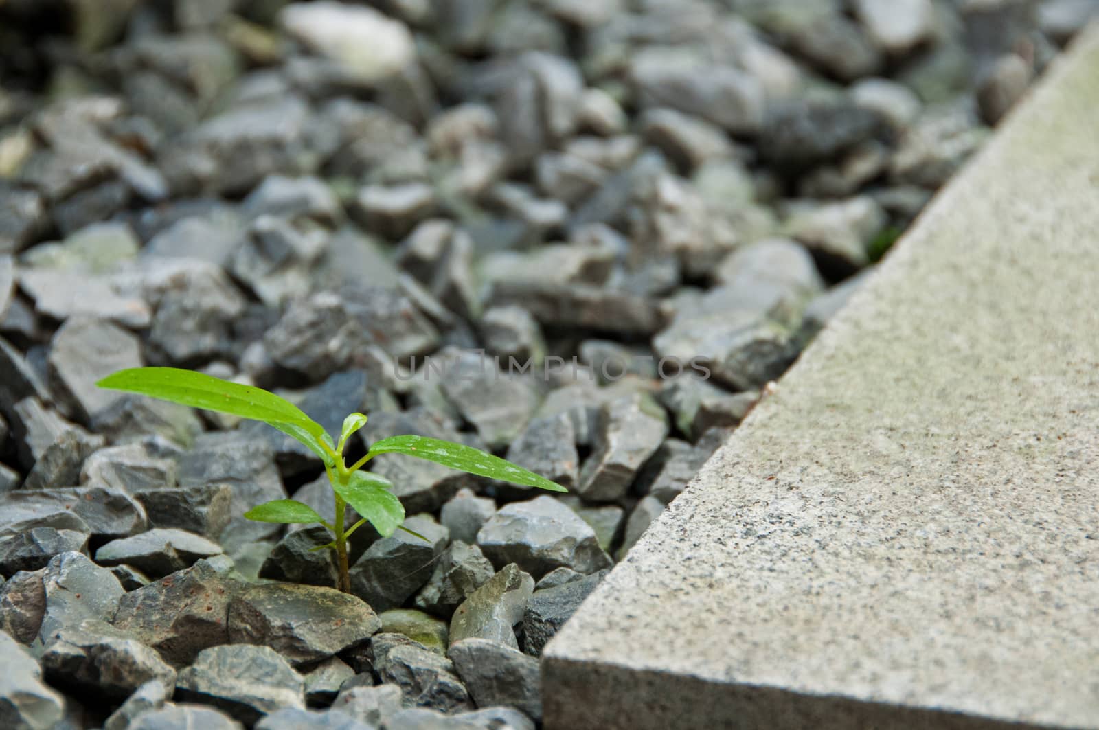 New young plant growing up from stones by eyeofpaul