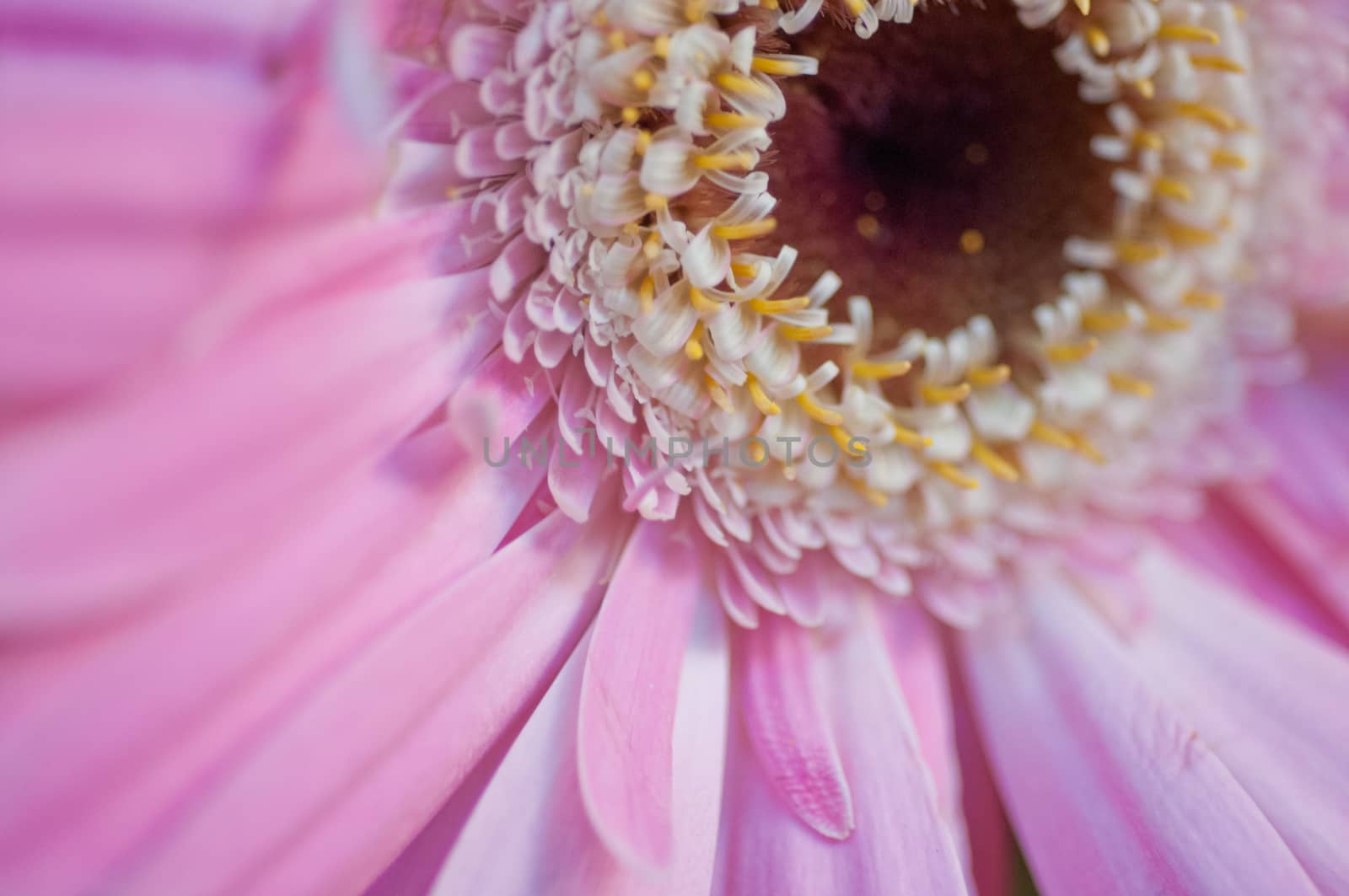 Pink Chrysanthemum close up by eyeofpaul