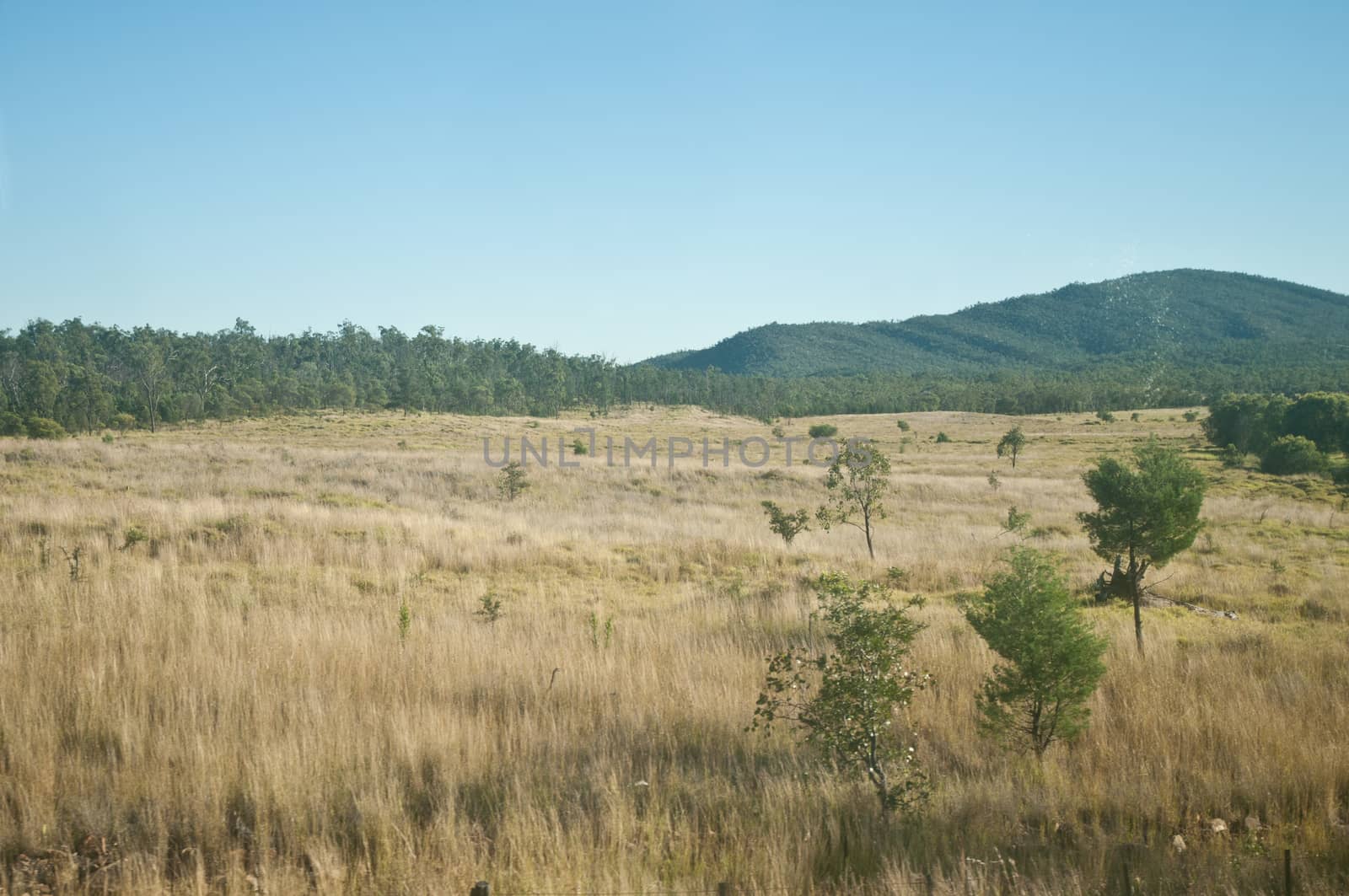 Dry savanna field in Outback Australia