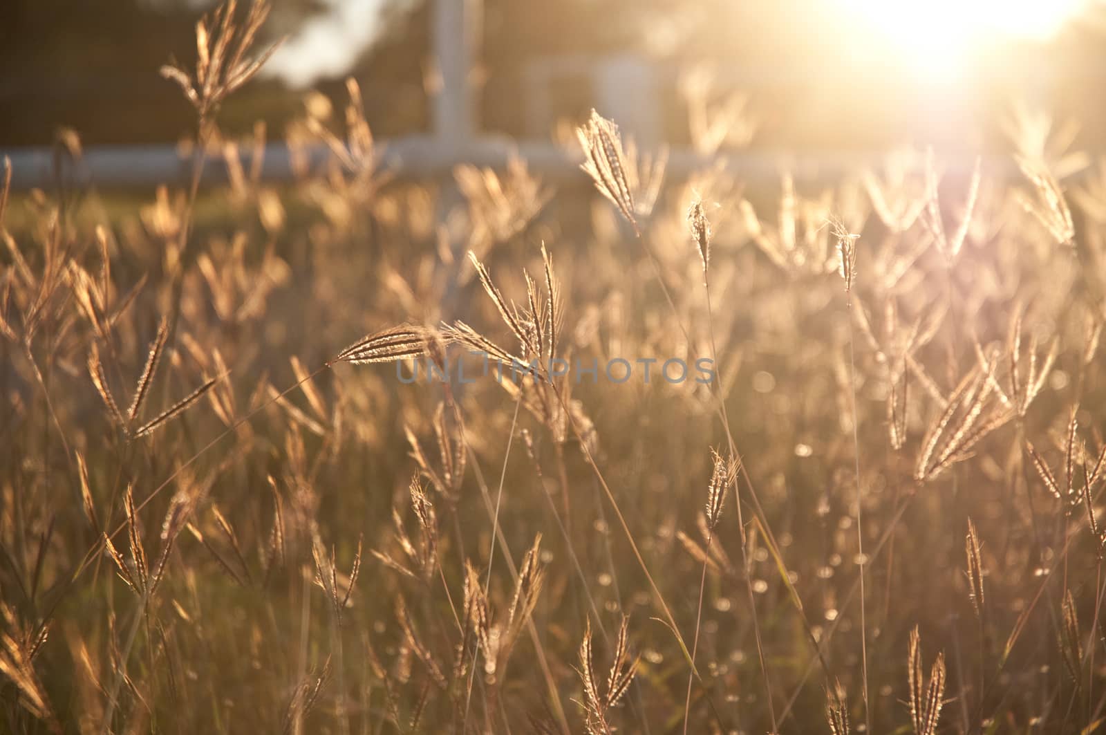 Golden outback rice field in afternoon by eyeofpaul