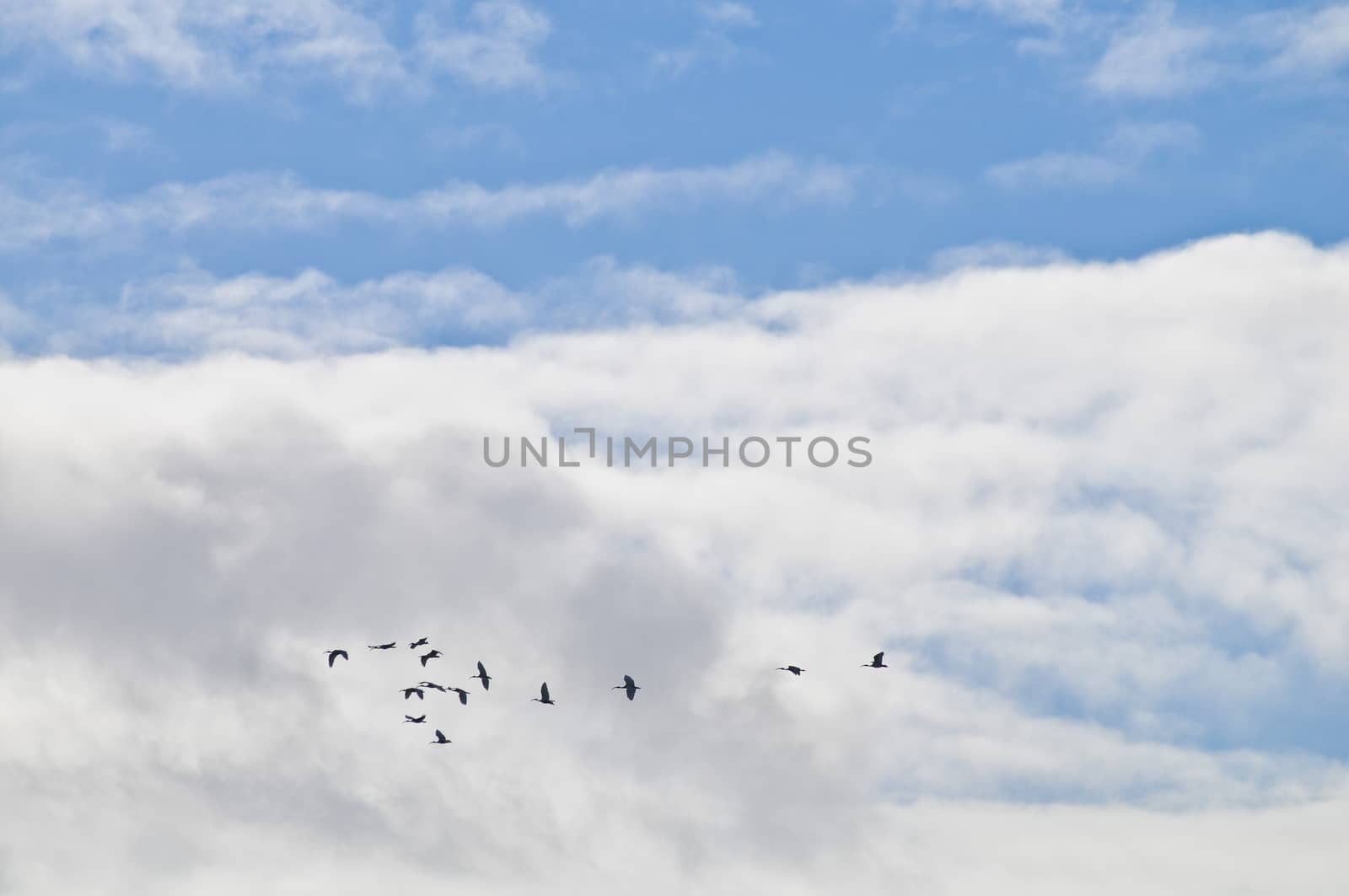 Flock of black birds flying in blue big sky by eyeofpaul