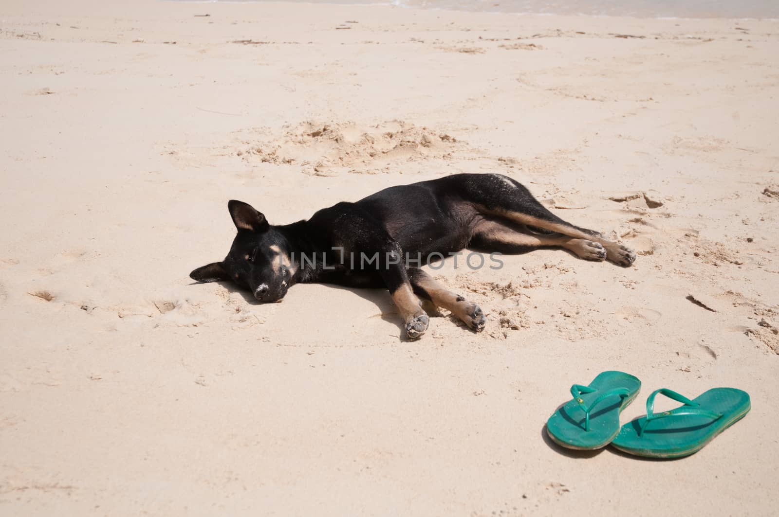 Tired black puppy dog sleeping on a beach