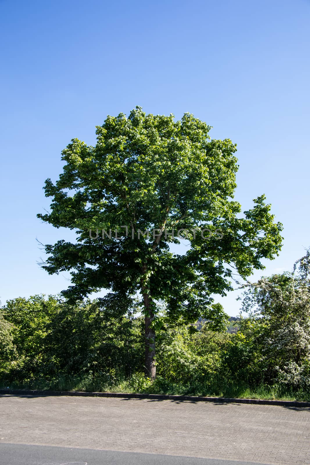 large linden tree in the wild