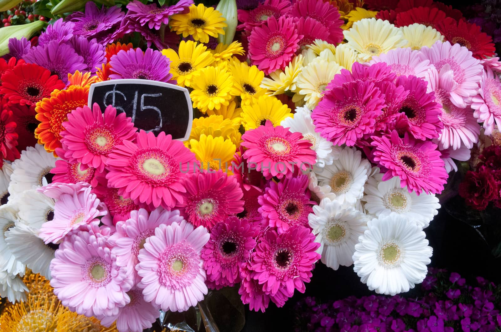 Various colour chrysanthemum for sale by eyeofpaul